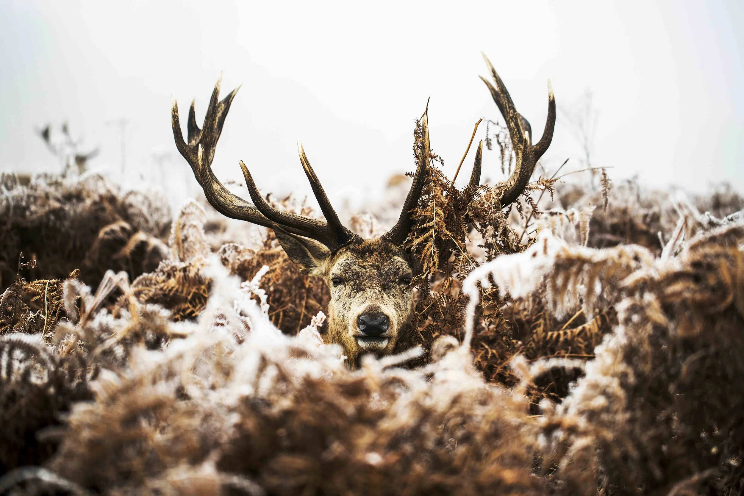 Wildlife-Matt-Hardy-Photography-4.jpg