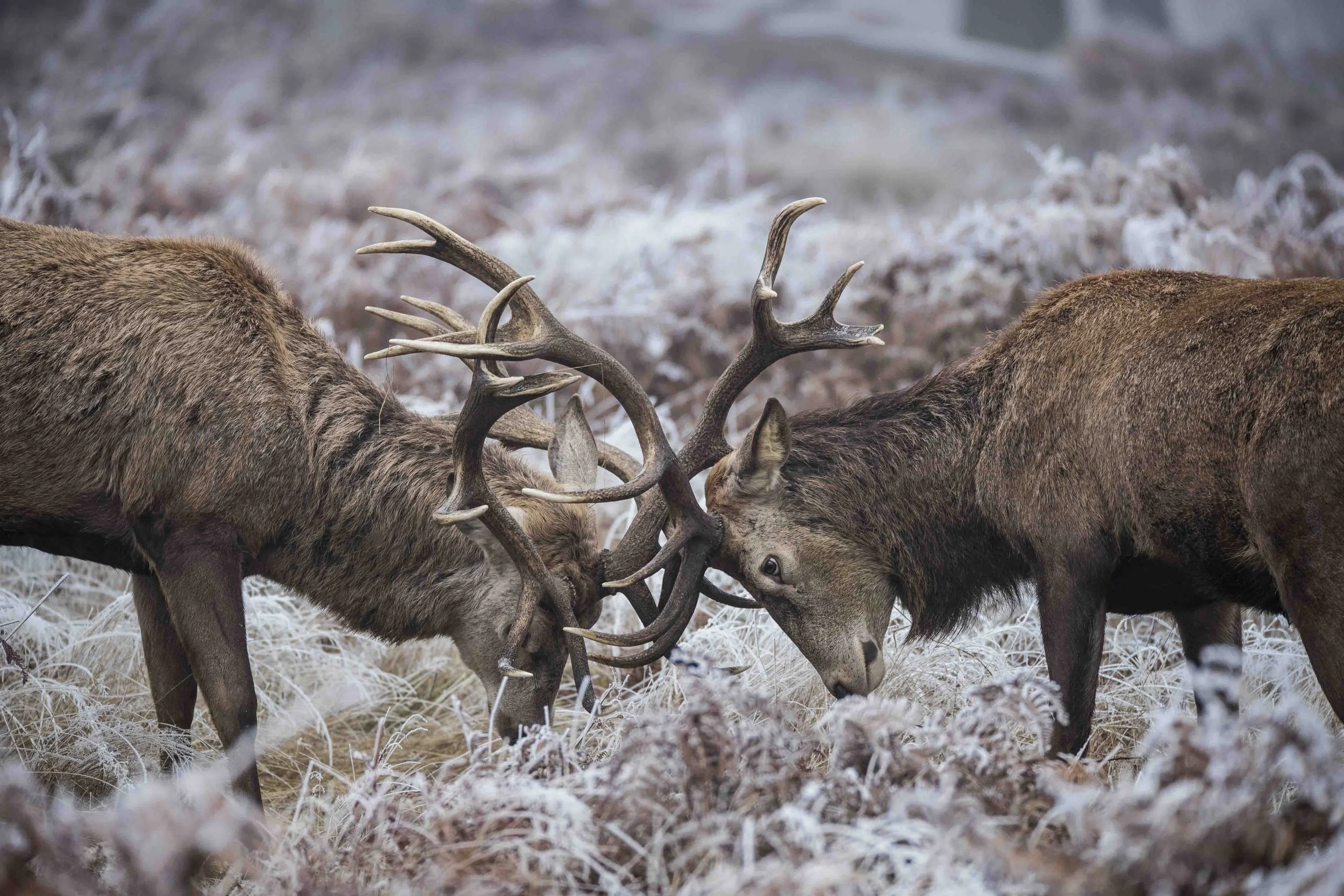 Wildlife-Matt-Hardy-Photography-5.jpg
