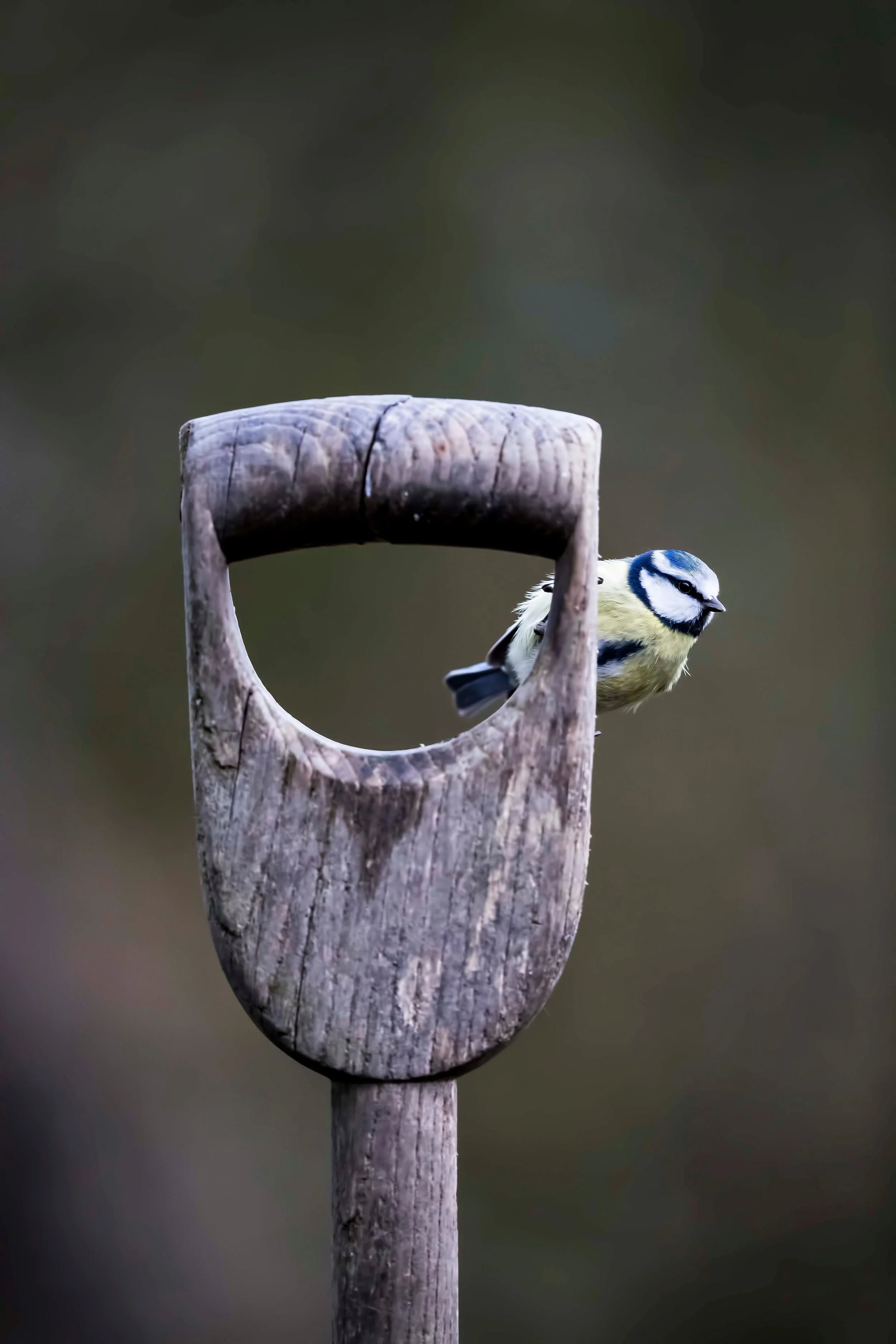 Wildlife-Matt-Hardy-Photography-6.jpg