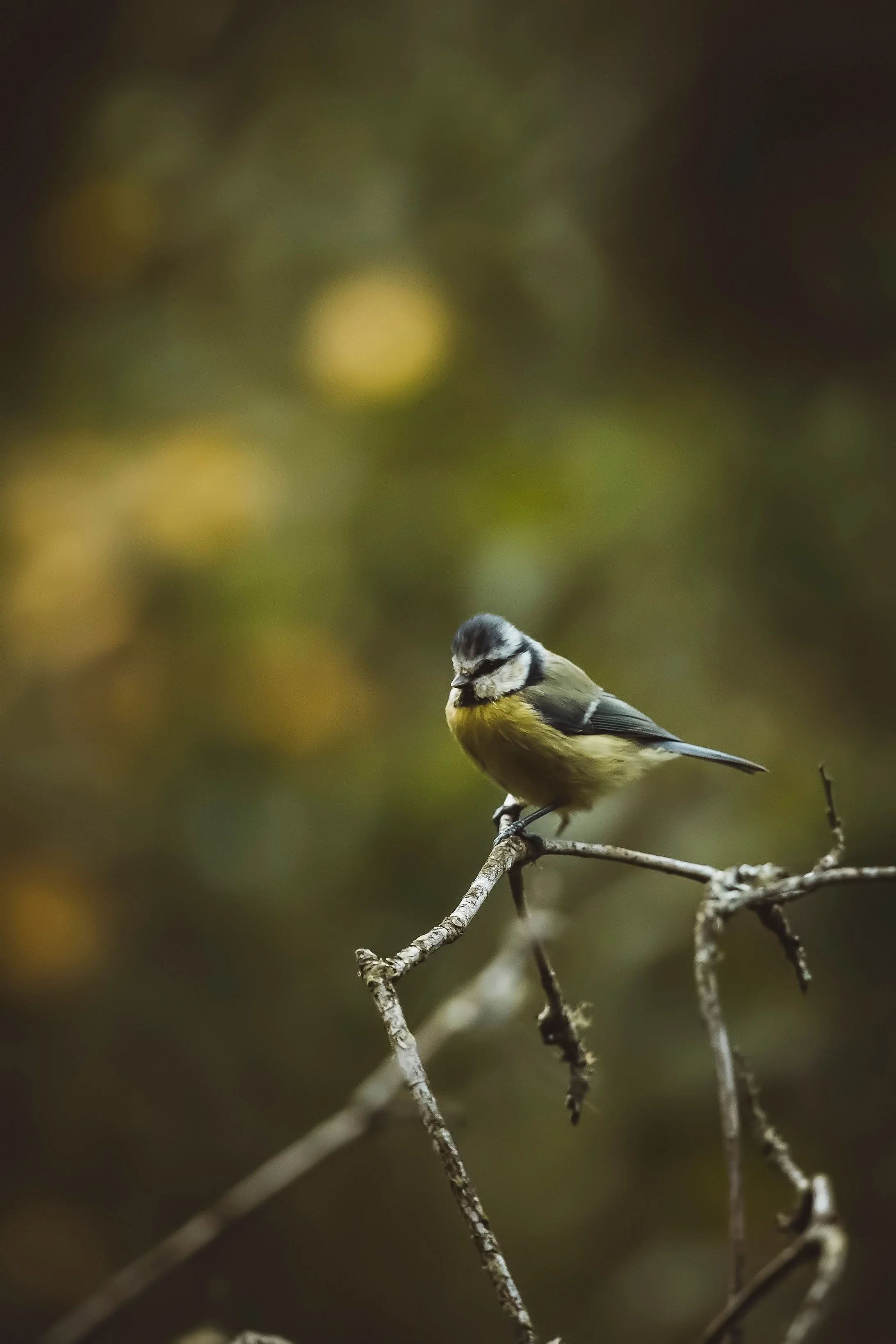 Wildlife-Matt-Hardy-Photography-22.jpg