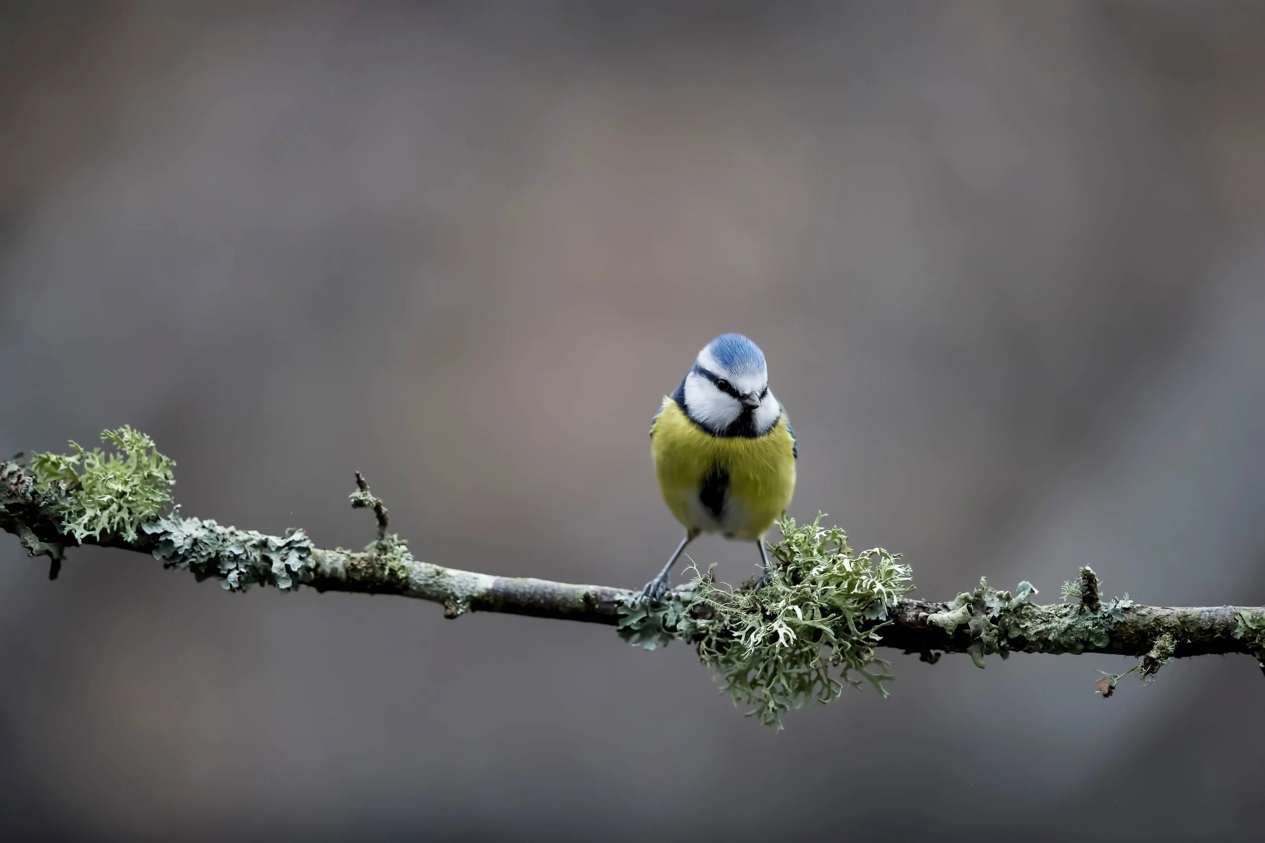 Wildlife-Matt-Hardy-Photography-9.jpg
