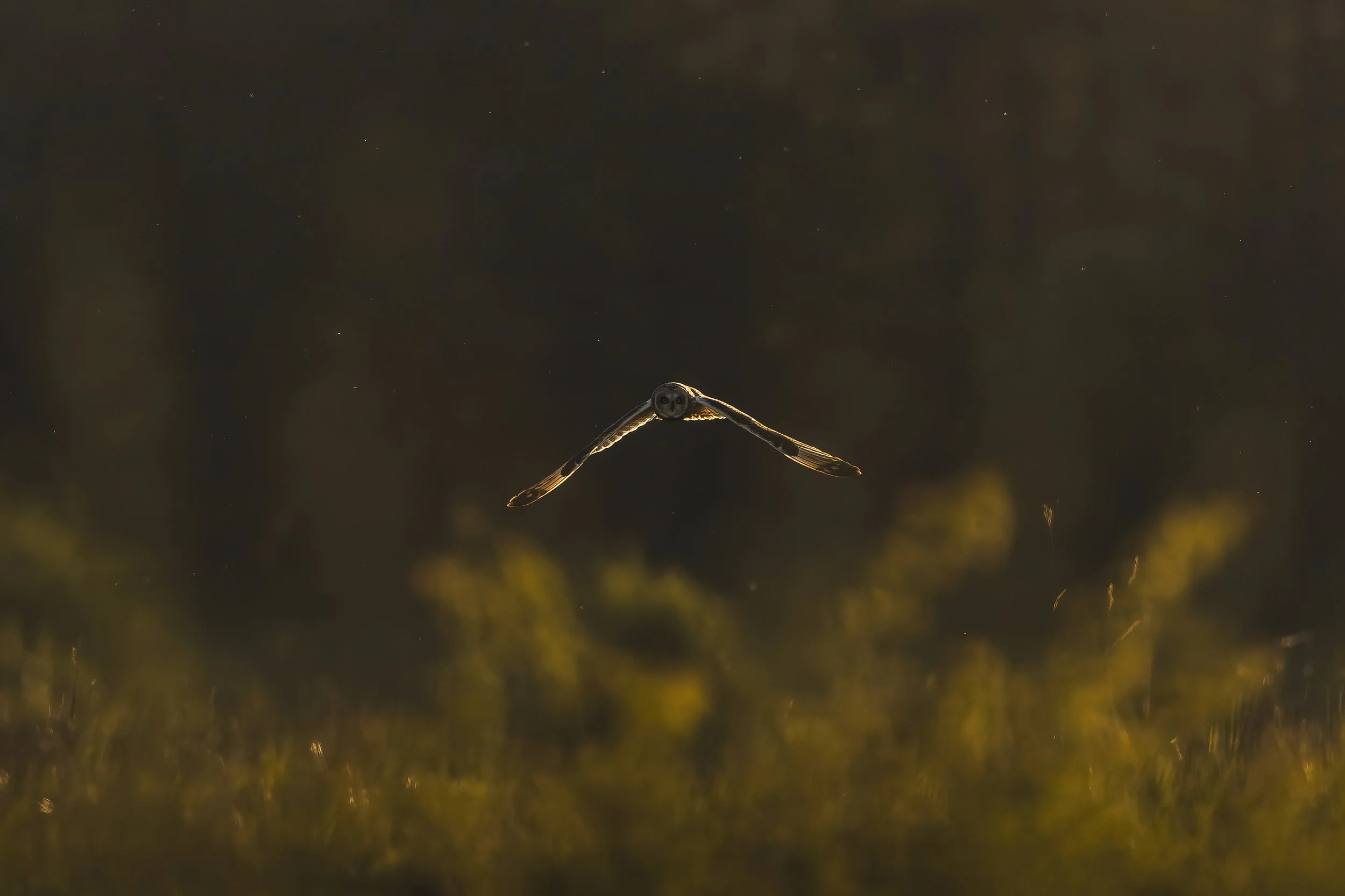 A close-up of a dragonfly in flight against a dark sky with some bokeh effects in the background.