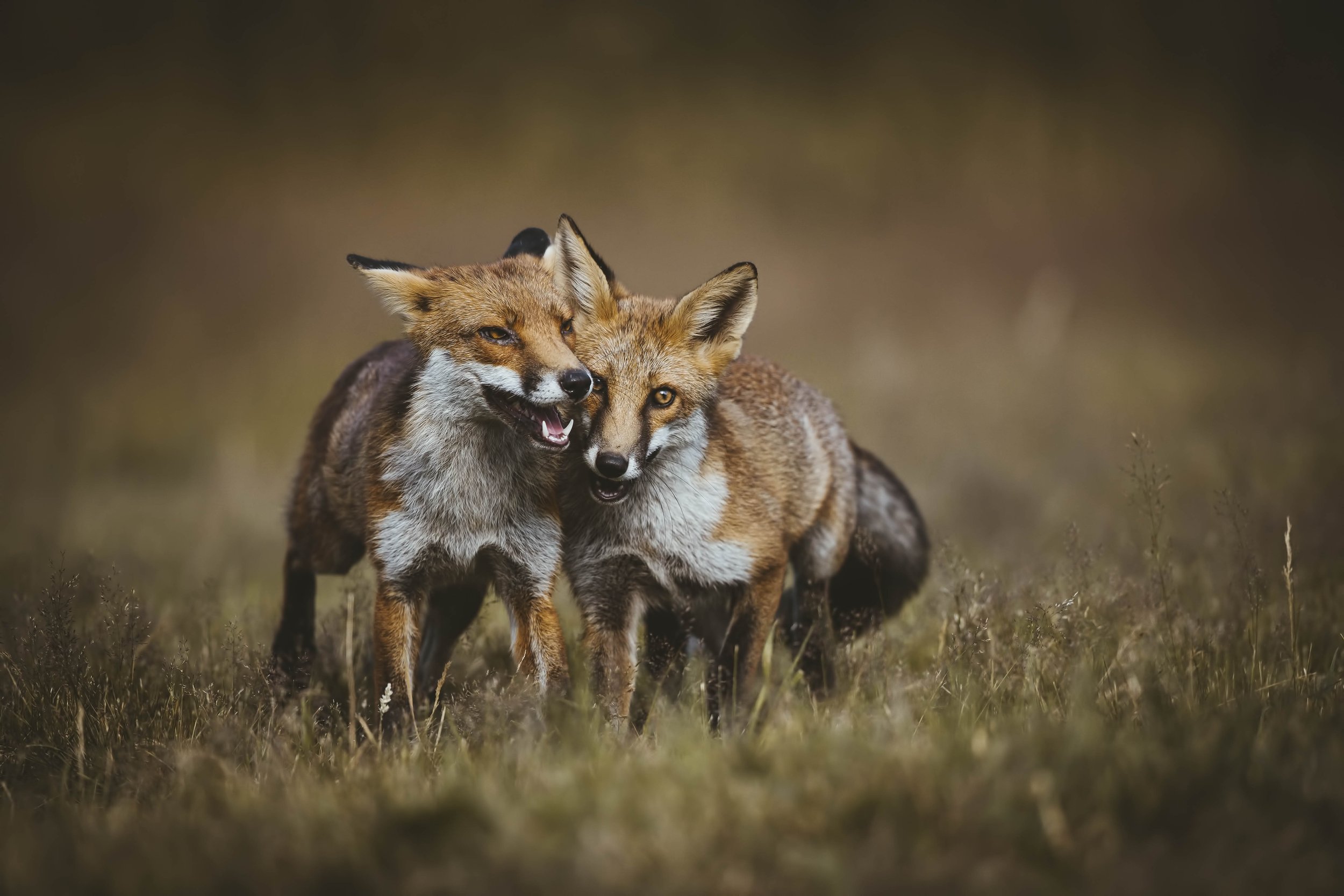 Two foxes standing close together in a grassy field, one with eyes closed and the other with eyes open, touching heads.