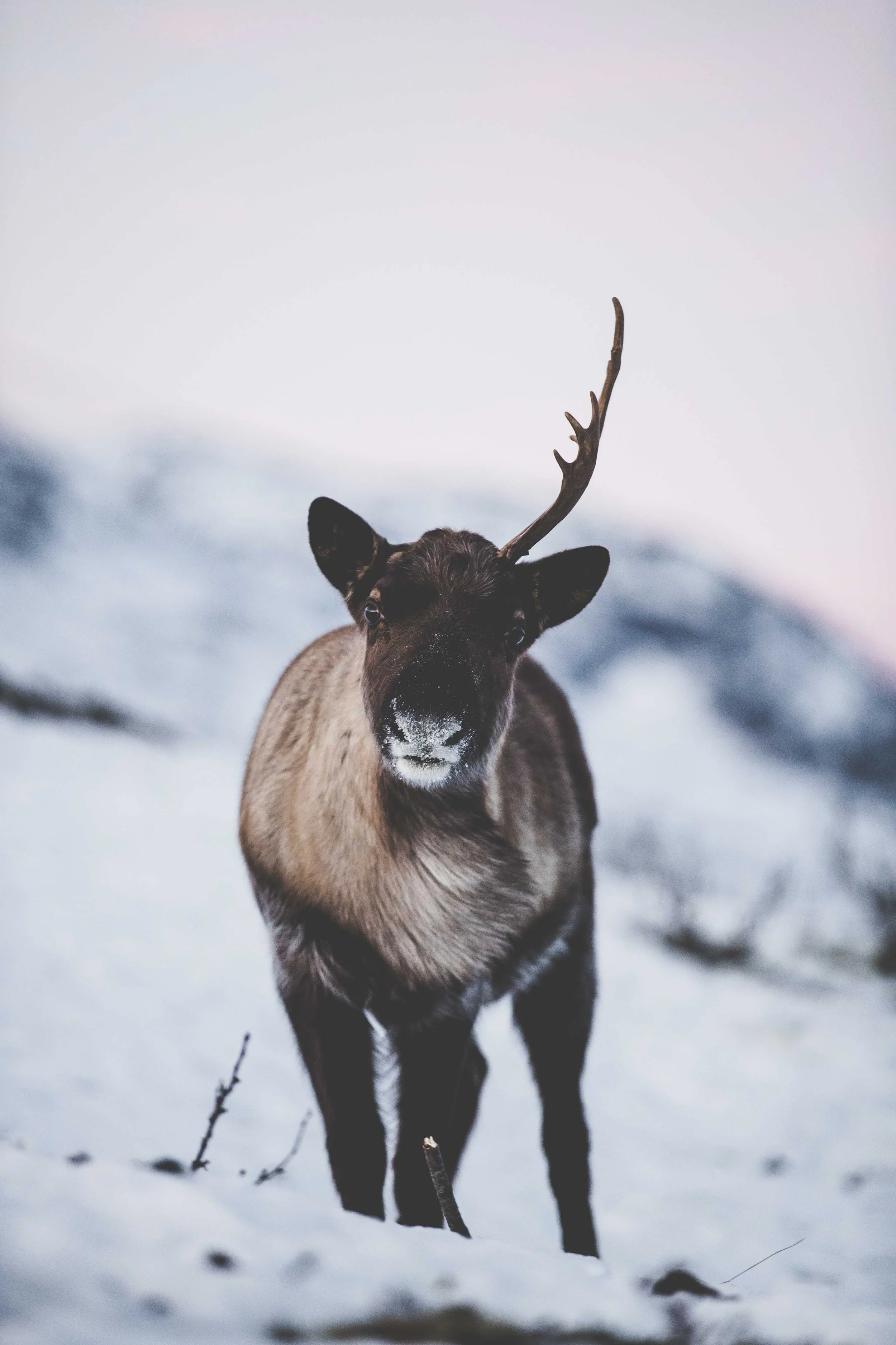 Wildlife-Matt-Hardy-Photography-14.jpg