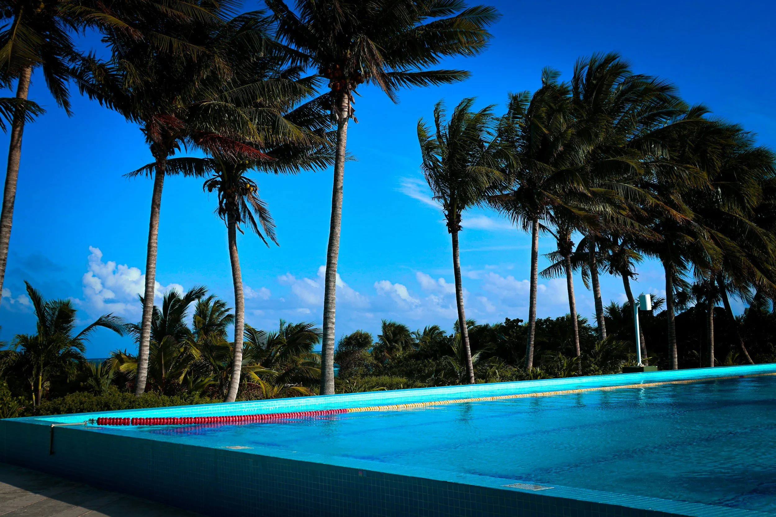 Palm trees along a swimming pool with blue sky and white clouds in the background.