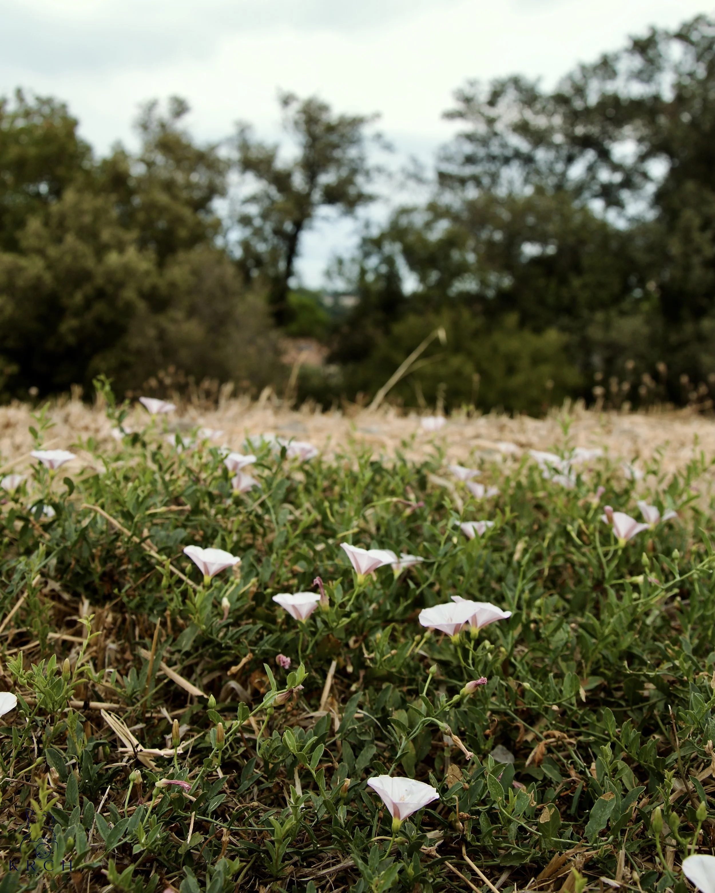 Close-up of pink and white morning glory flowers growing among green grass and weeds in a field, with trees and a cloudy sky in the background.