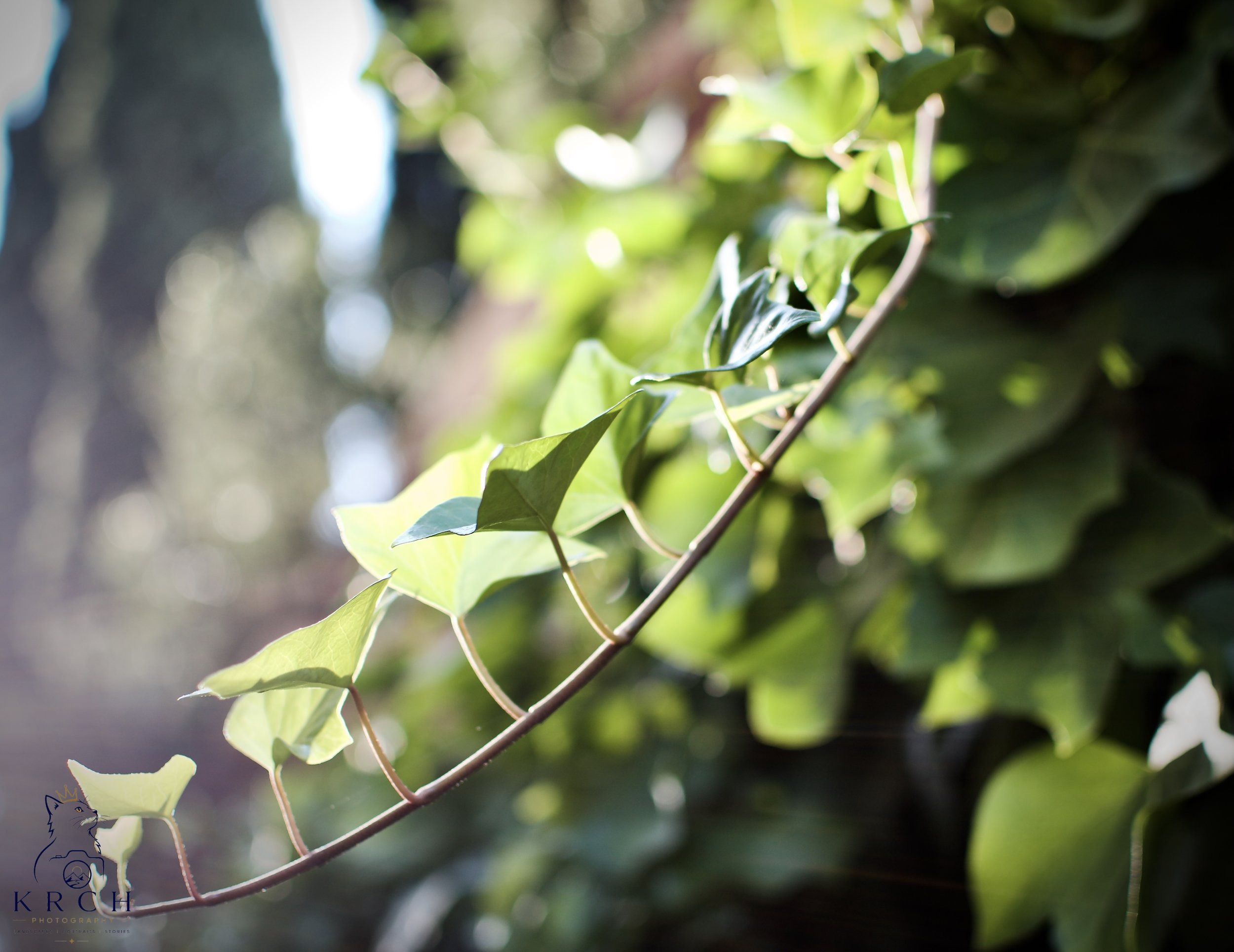 Close-up of green ivy leaves on a vine, with sunlight filtering through.