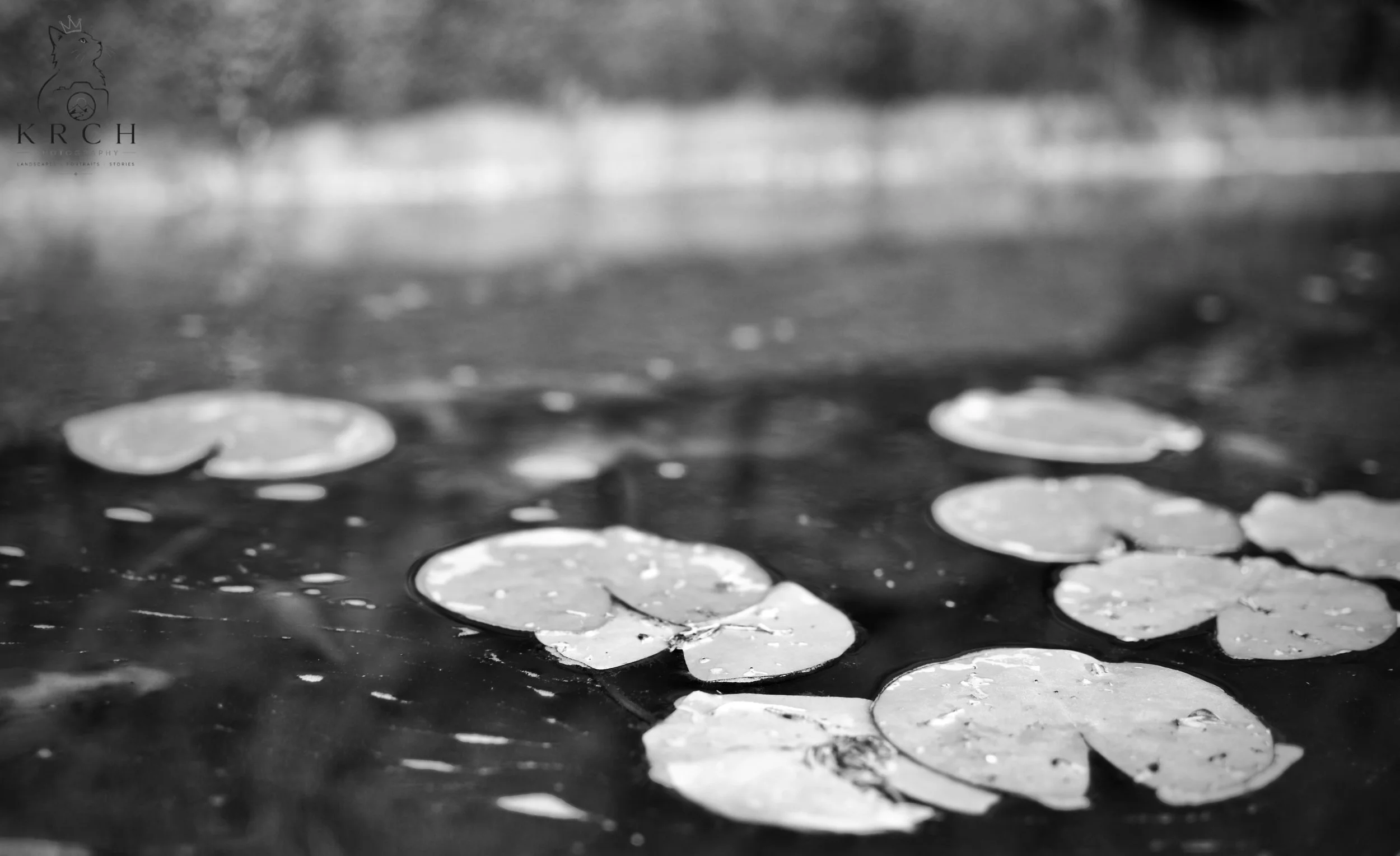 A black and white photograph depicting a body of water with lily pads floating on its surface. Blurred trees and foliage are visible in the background.