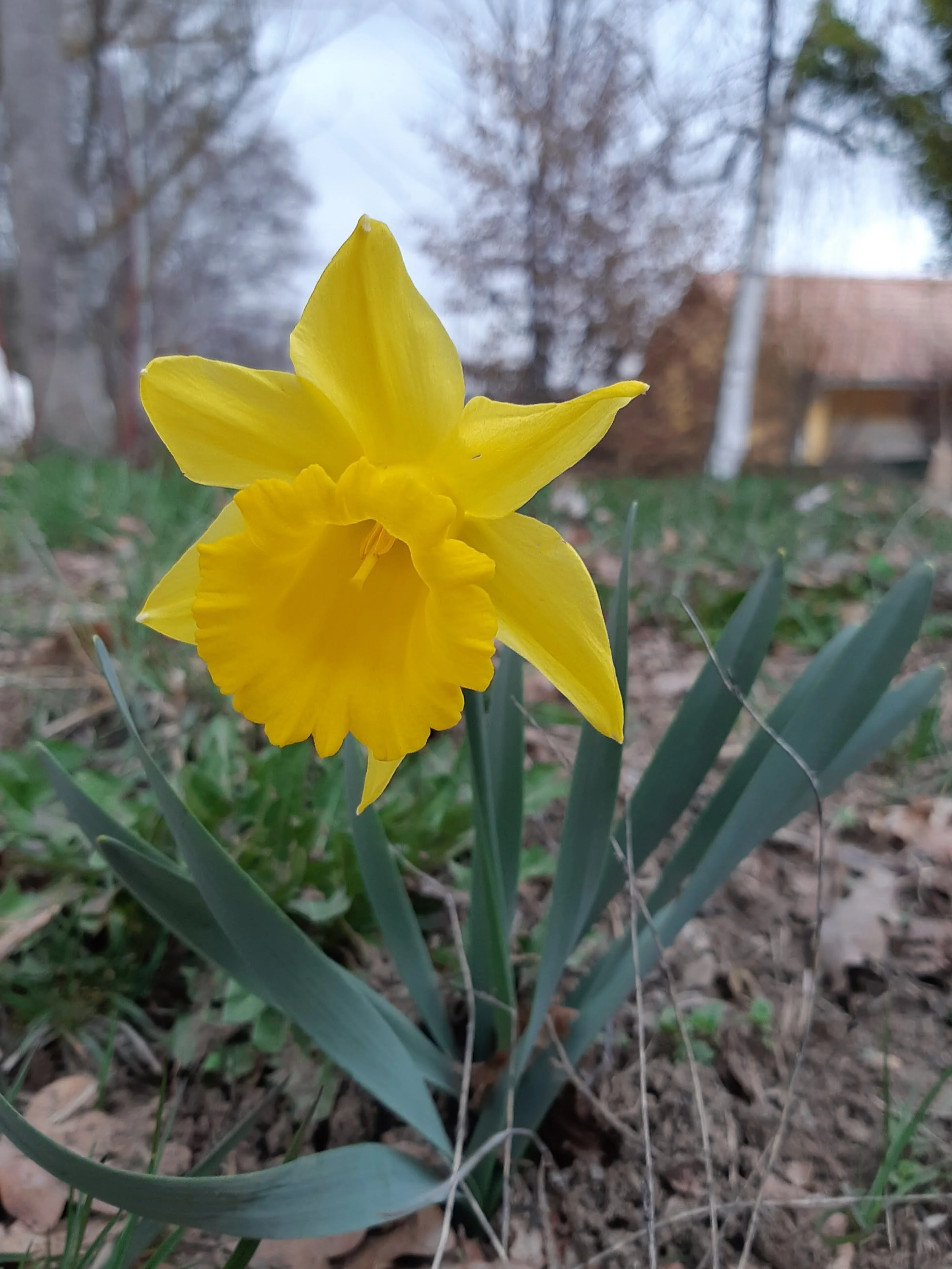 A yellow daffodil flower with green leaves in a garden or yard, with trees, a fence, and a house in the background.