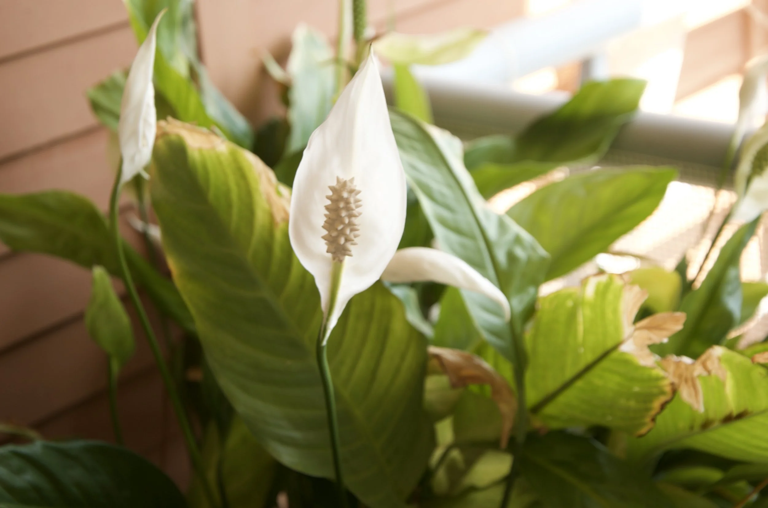 A white calla lily flower with green leaves in the background, illuminated by natural light.