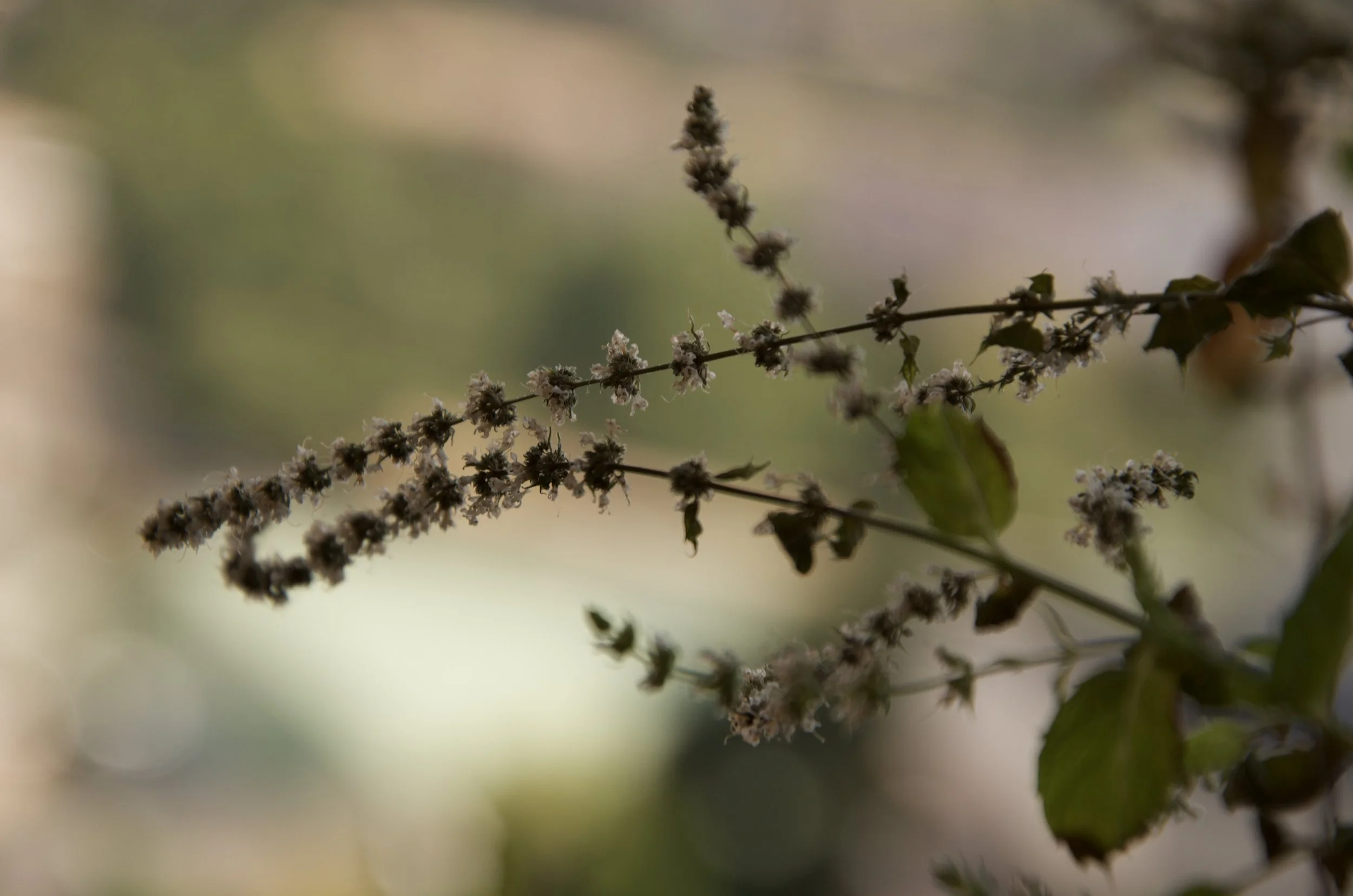 Close-up of a thin, dark plant stem with small, fuzzy white flowers or buds along its length, with blurred green and beige background.