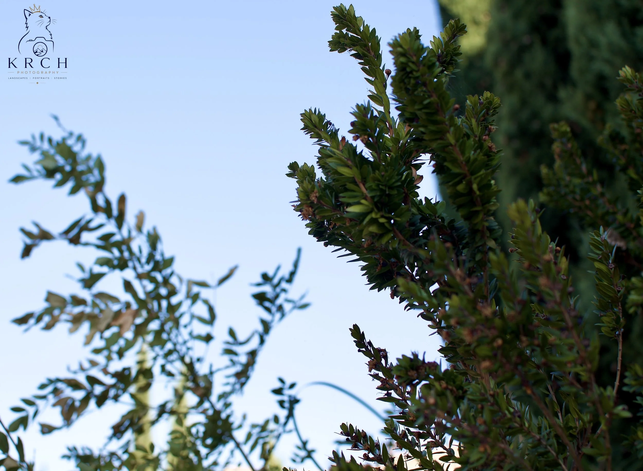 Close-up of green shrub branches with small leaves against a clear blue sky.