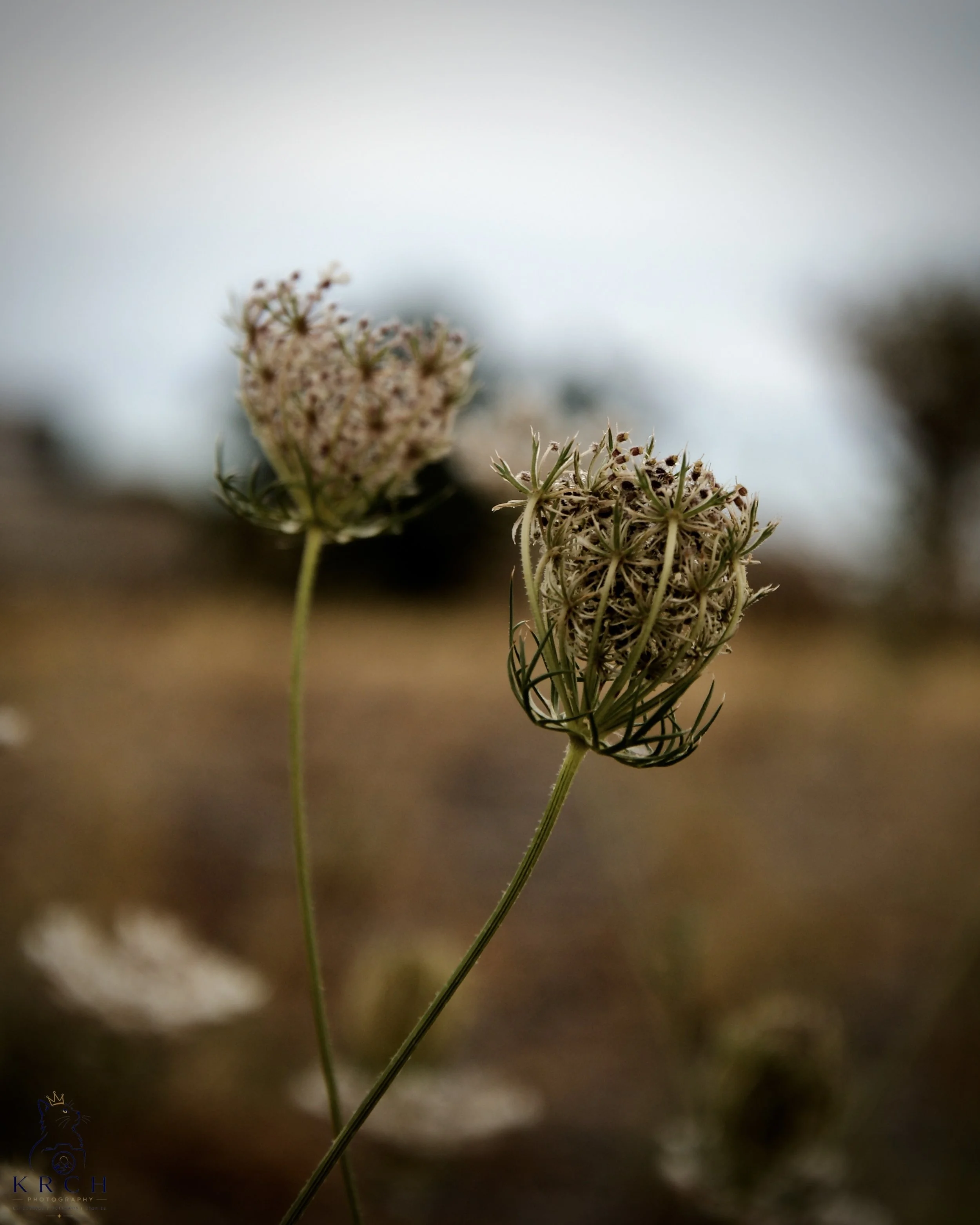 📷 Learn Photography Basics - Online