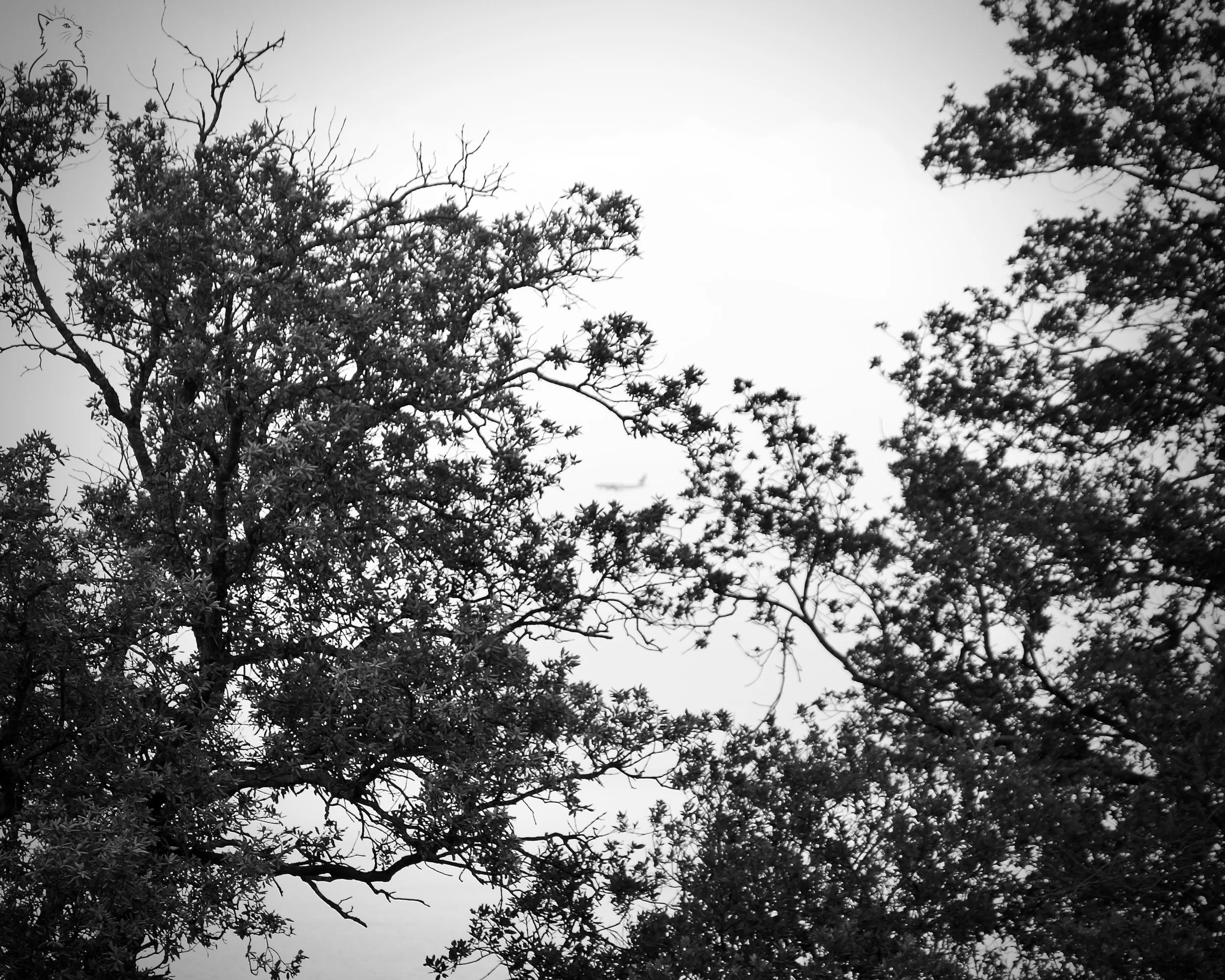 Black and white photograph of tree branches with foliage and some bare branches against a cloudy sky, with a bird flying in the background.