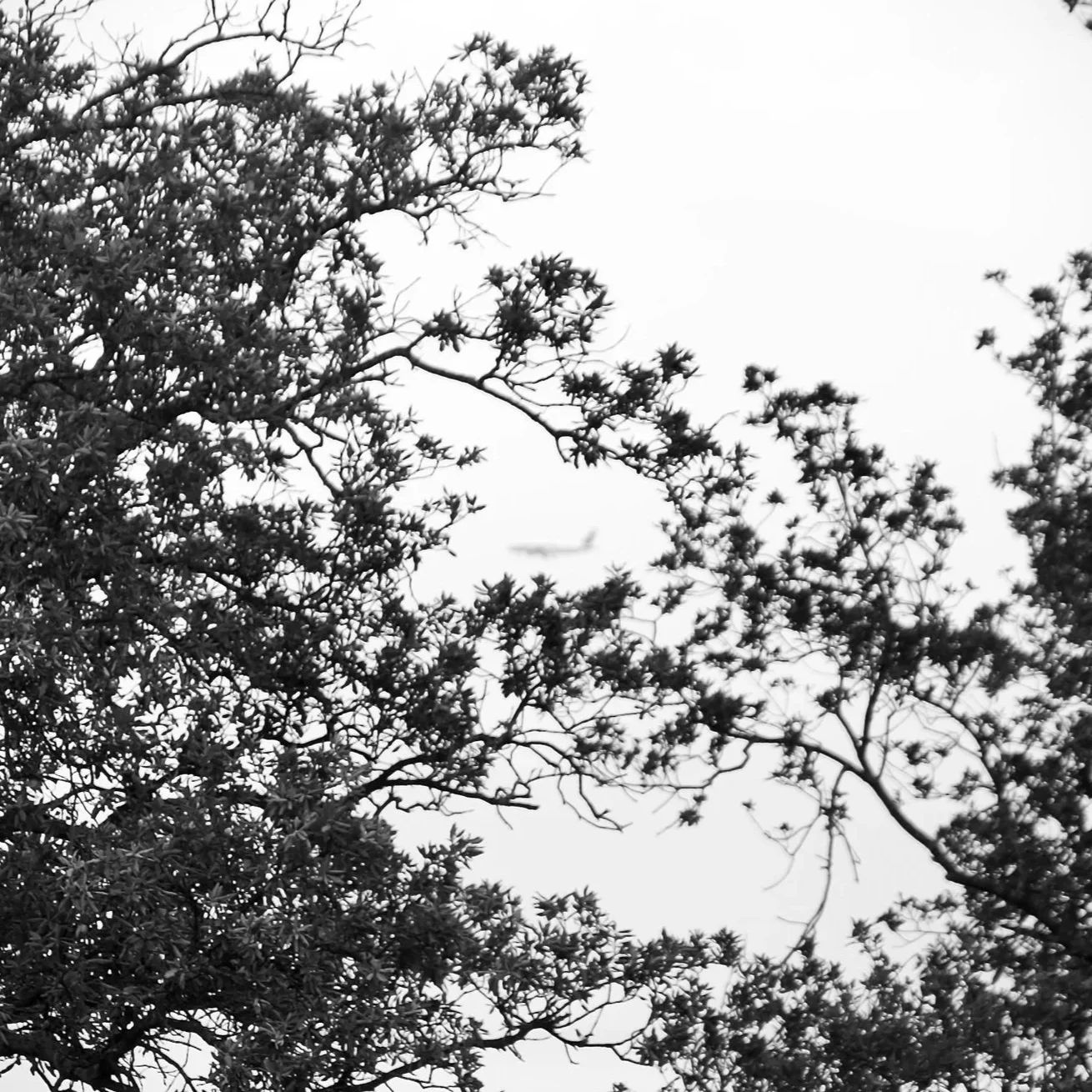 Black and white photograph of tree branches with small leaves and an airplane flying in the sky in the background.