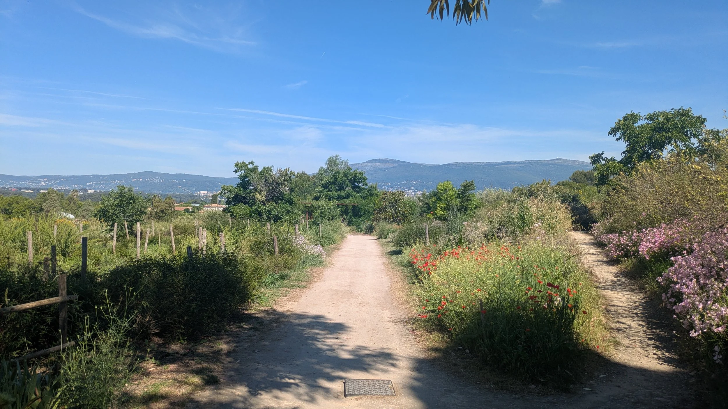 A dirt pathway running through a lush garden with colorful flowers on both sides, and hills in the background under a bright blue sky with wispy clouds.