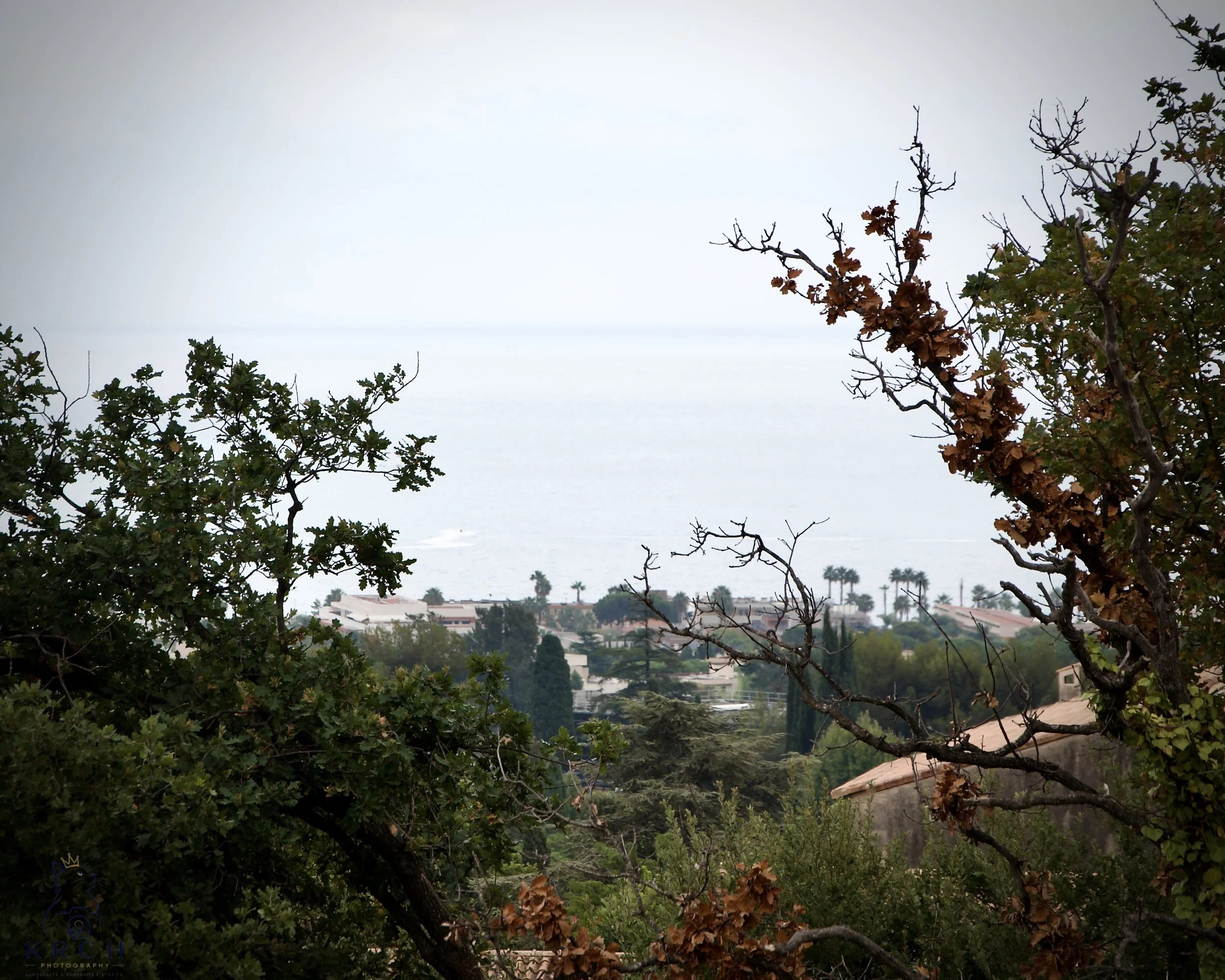 Overcast sky over trees with green and brown leaves and a distant view of houses and palm trees.