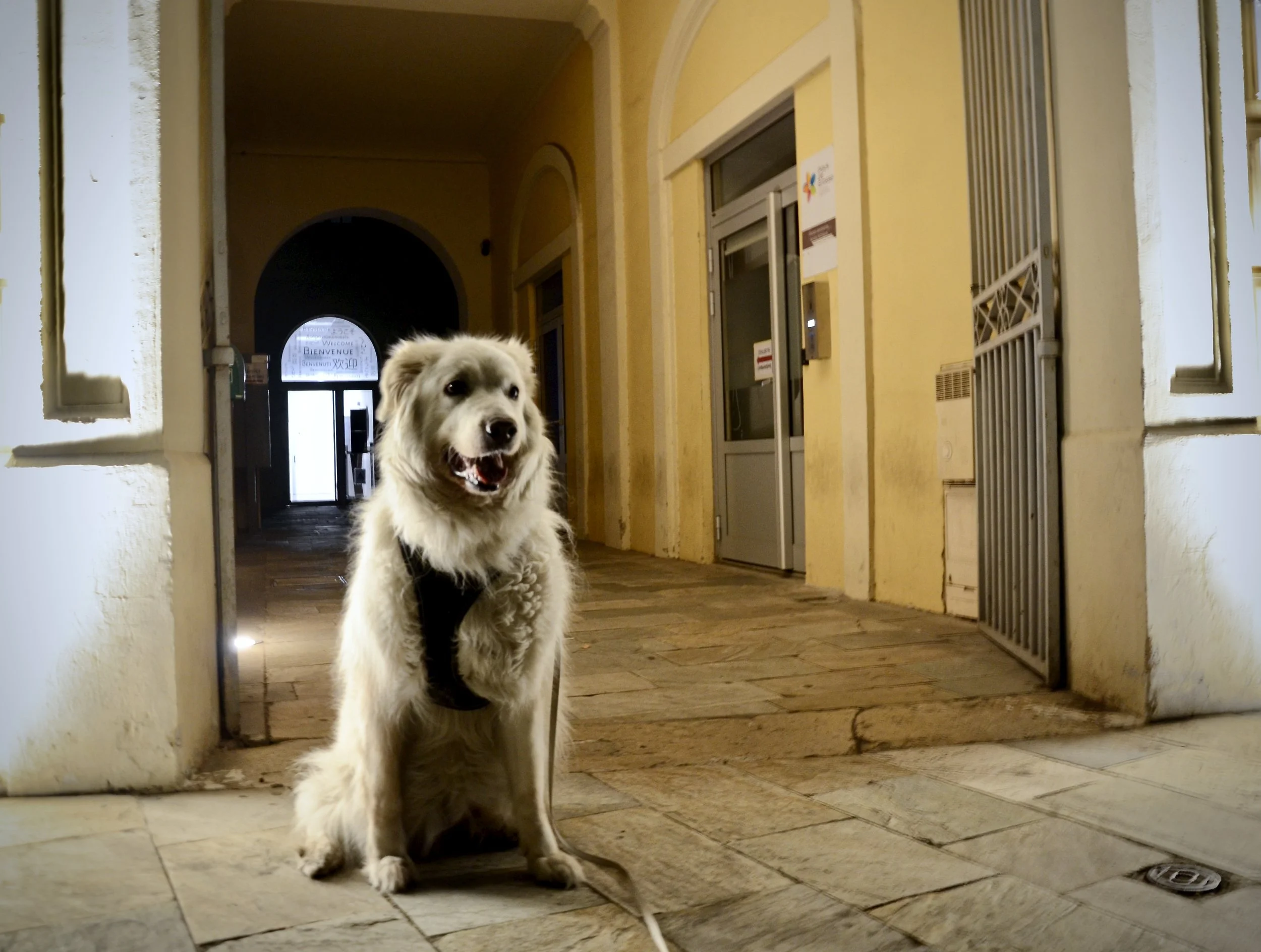 A large fluffy white and gray dog sitting on a stone-tiled floor inside a building with yellow walls. The dog is wearing a black harness and looking forward with its mouth open. The background features a hallway with an elevator, a door, and signs on