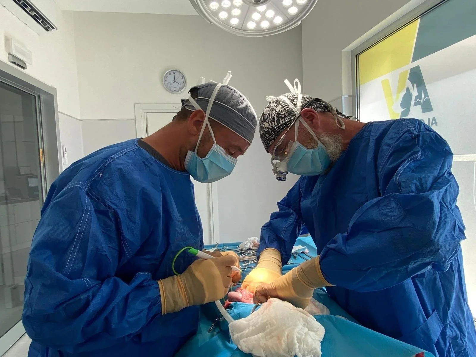 Professionisti della chirurgia veterinaria ad Alghero