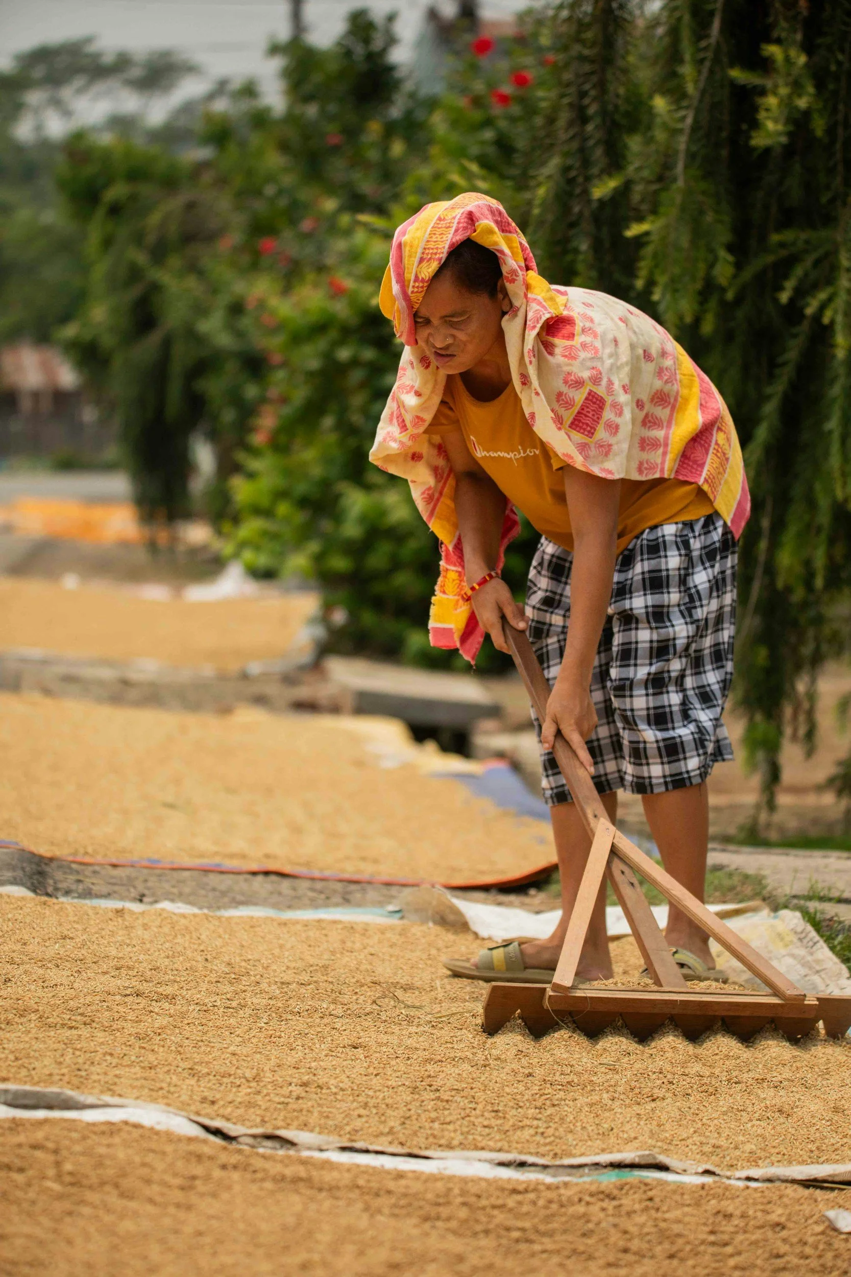 A coffee producer manually spreading the beans out to dry