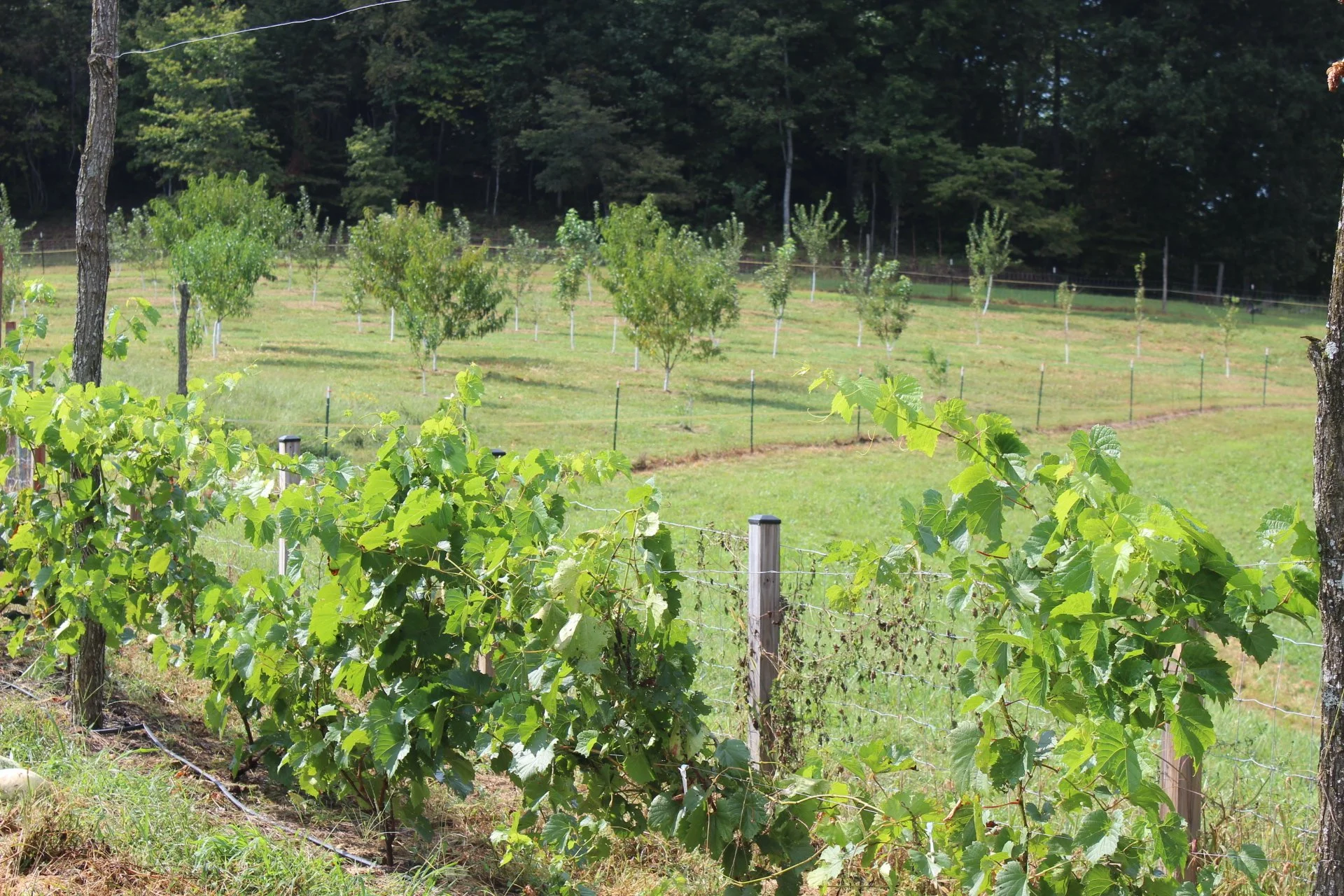 A vineyard with grapevines in the foreground and young trees planted in a field in the background, with a treeline of dense trees at the horizon.