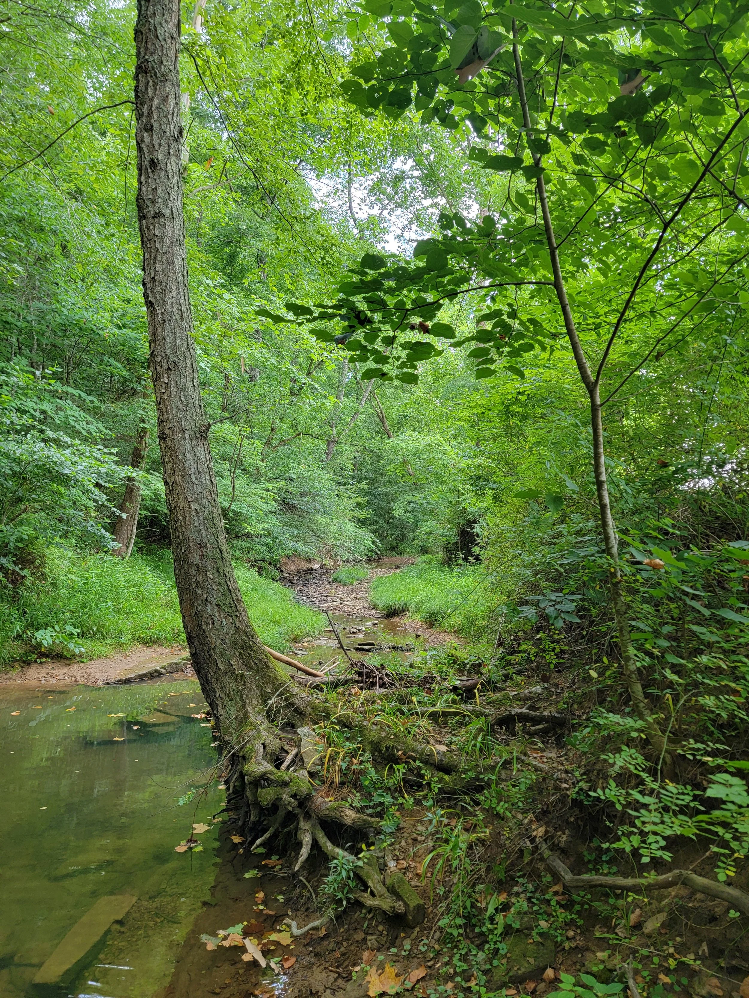 A forest scene with a small stream running through it, surrounded by lush green trees and dense foliage.
