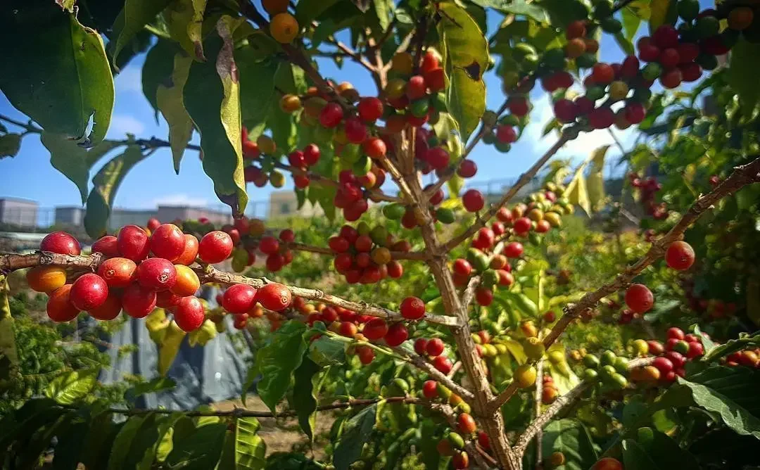 Columbian single origin, Swiss water decaf, medium-dark roast
