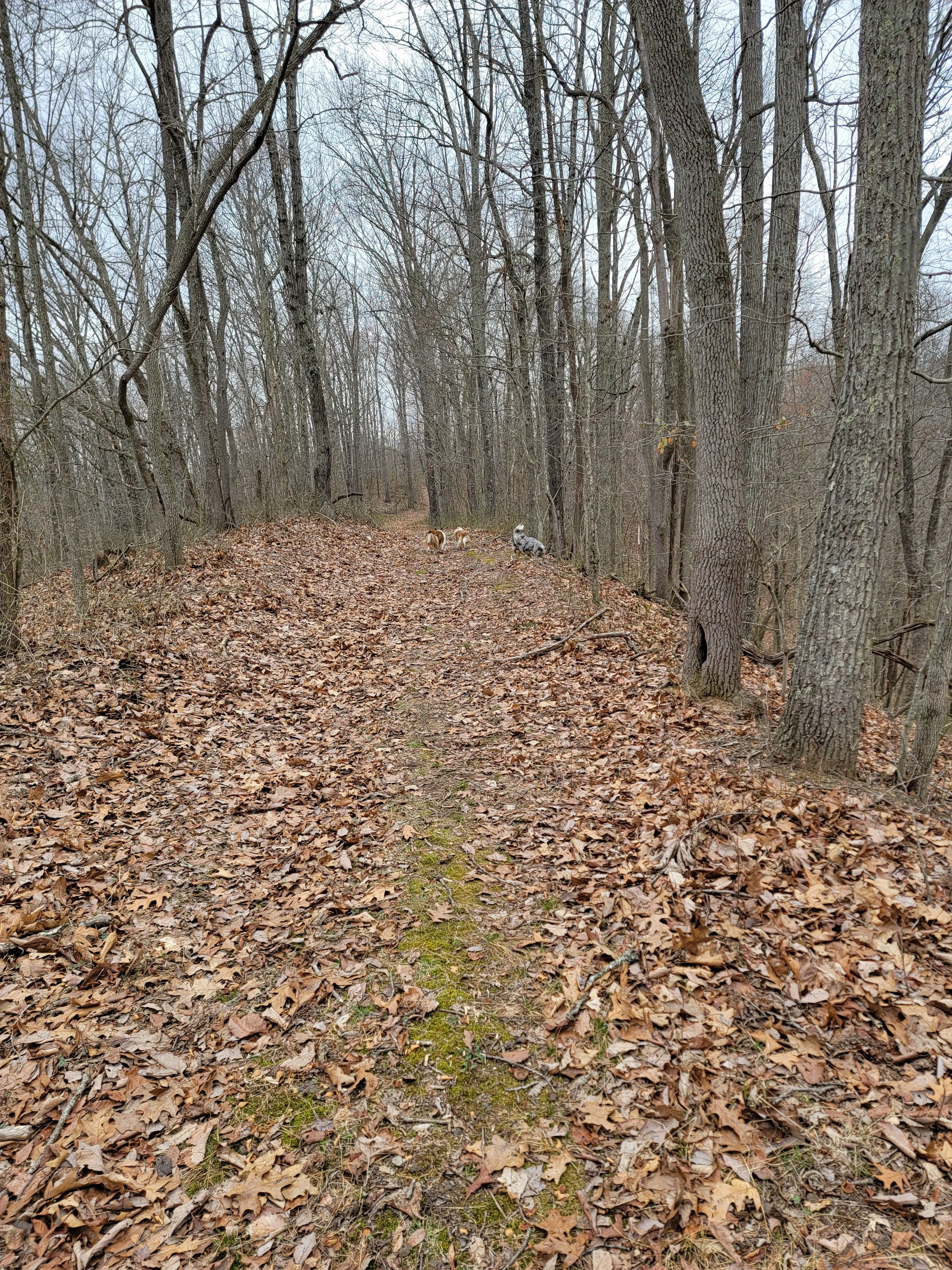A wooded trail covered with fallen leaves, with tall bare trees on both sides and three dogs walking ahead.