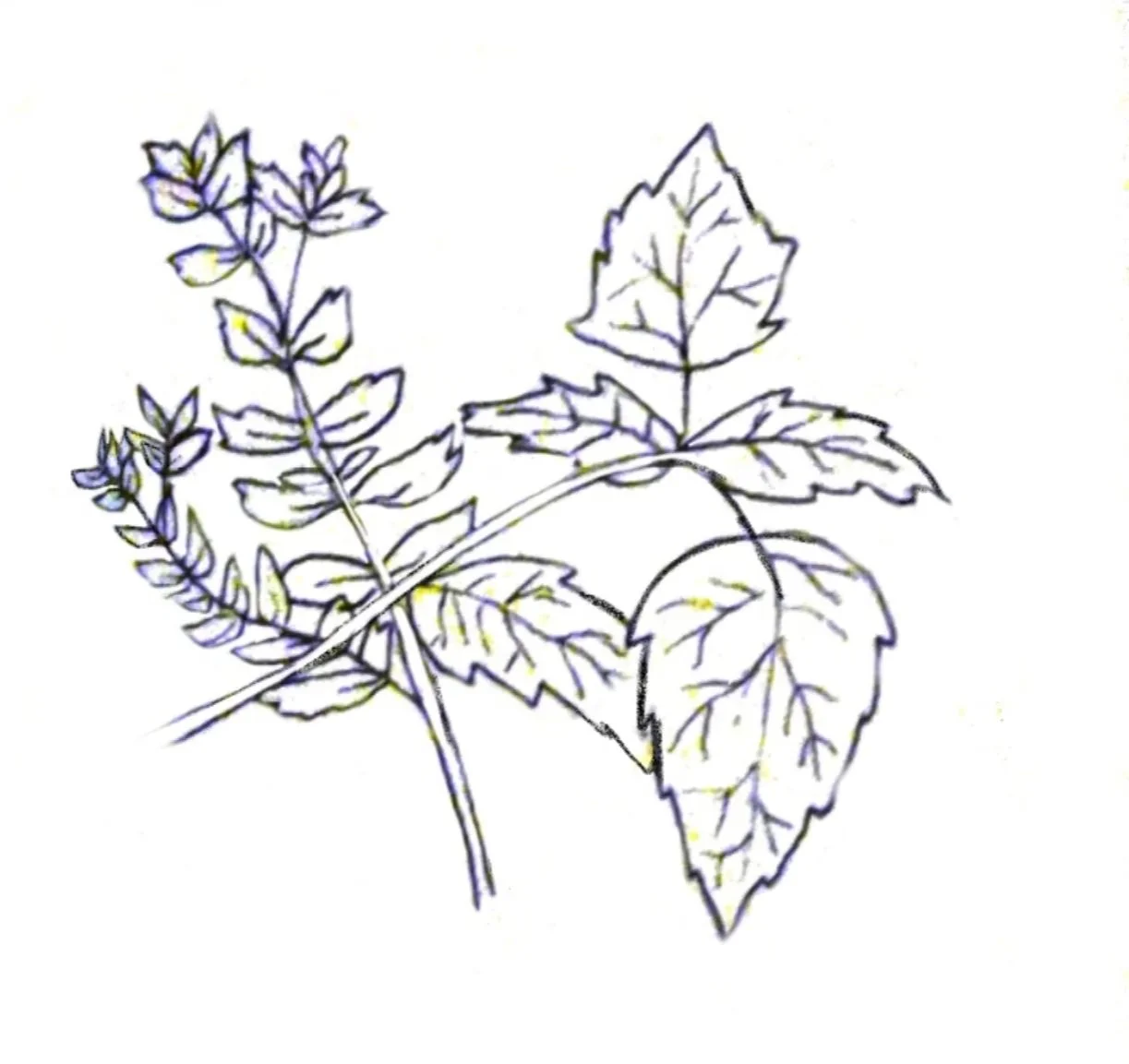 Tea Logo
Graphite - Scanned Digital Edit
2024