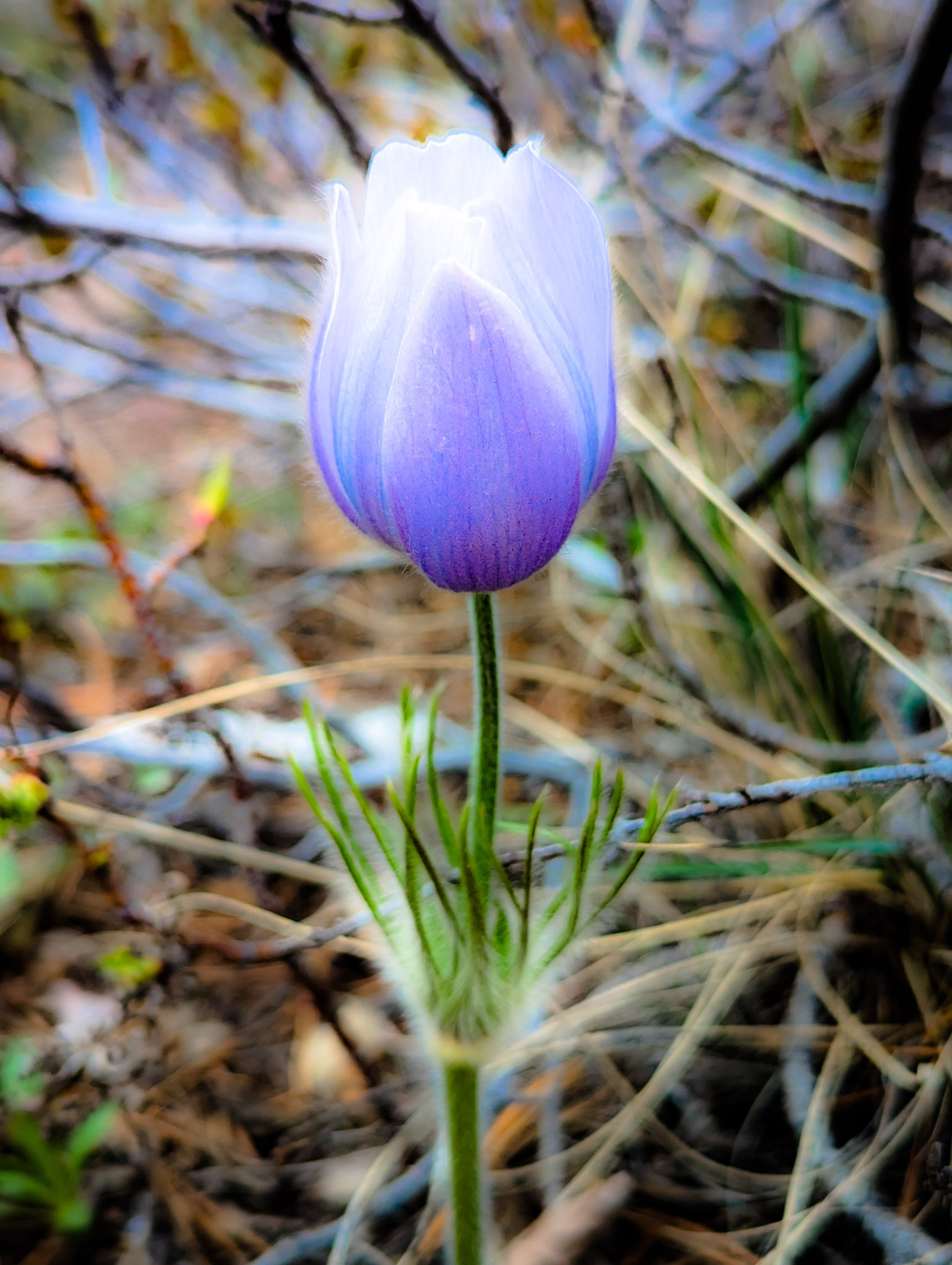 Colorado Flower
Digital photography
2023