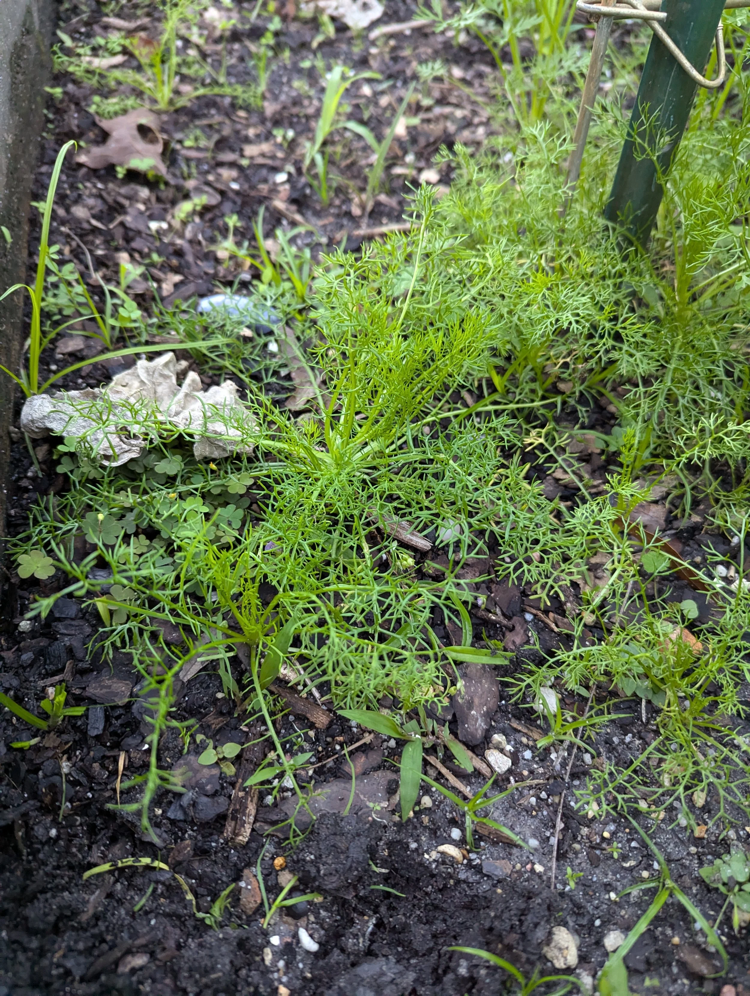 chamomile.jpg