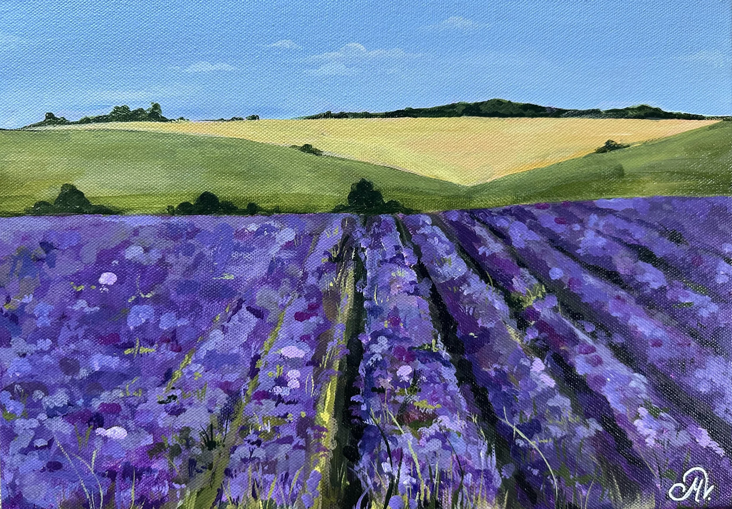 Cotswold Lavander 1.