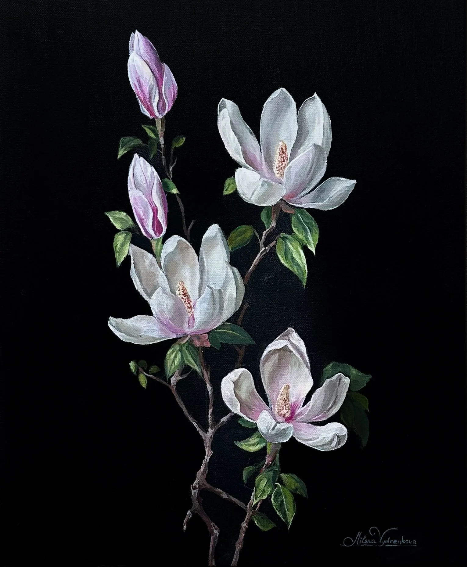 Magnolias