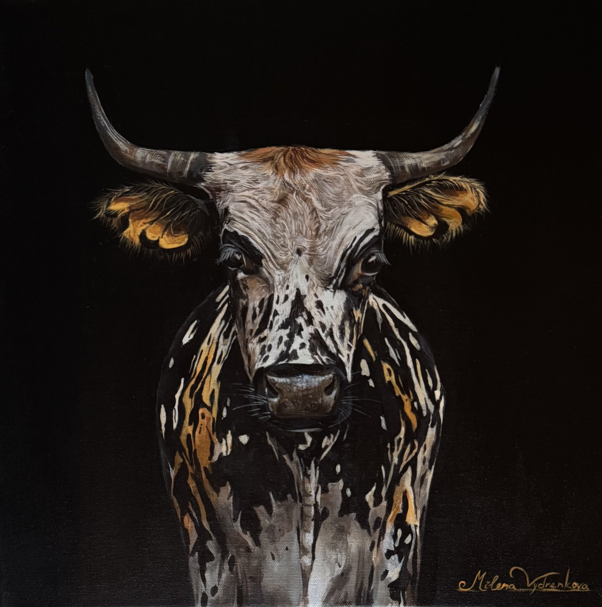 Nguni Cattle Cow