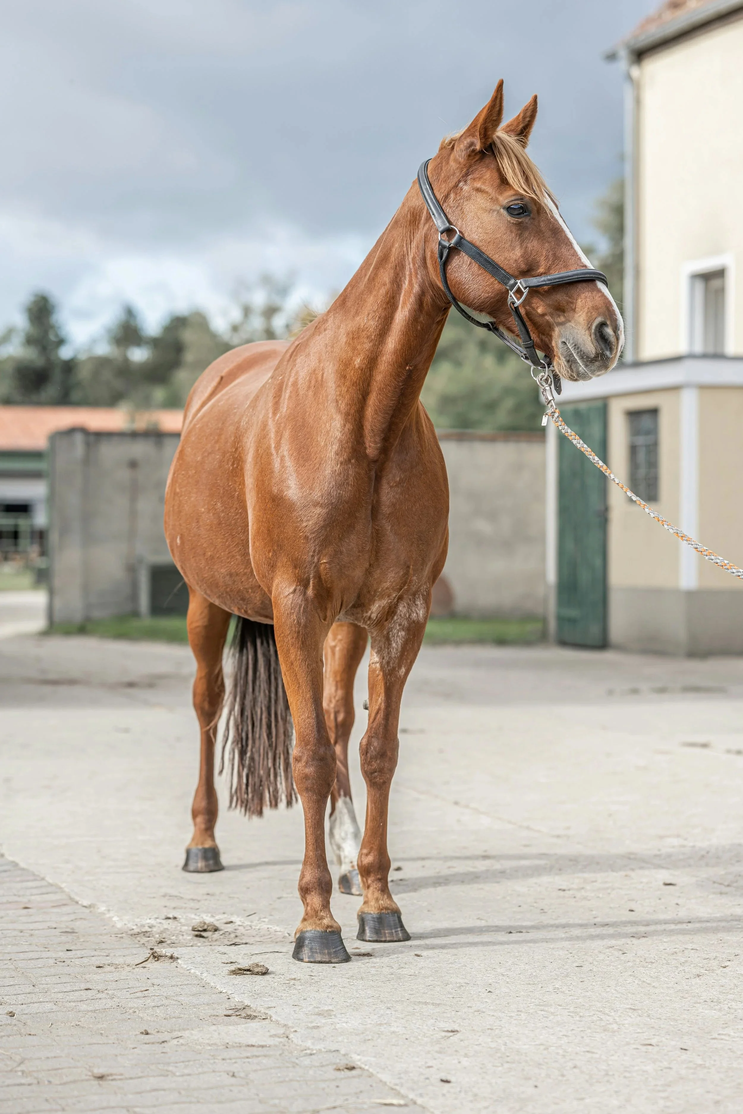 Ein brauner Pferd mit einer schwarzen Trense, das auf einem gepflasterten Weg steht, im Hintergrund ein Gebäude und der Himmel ist bewölkt.