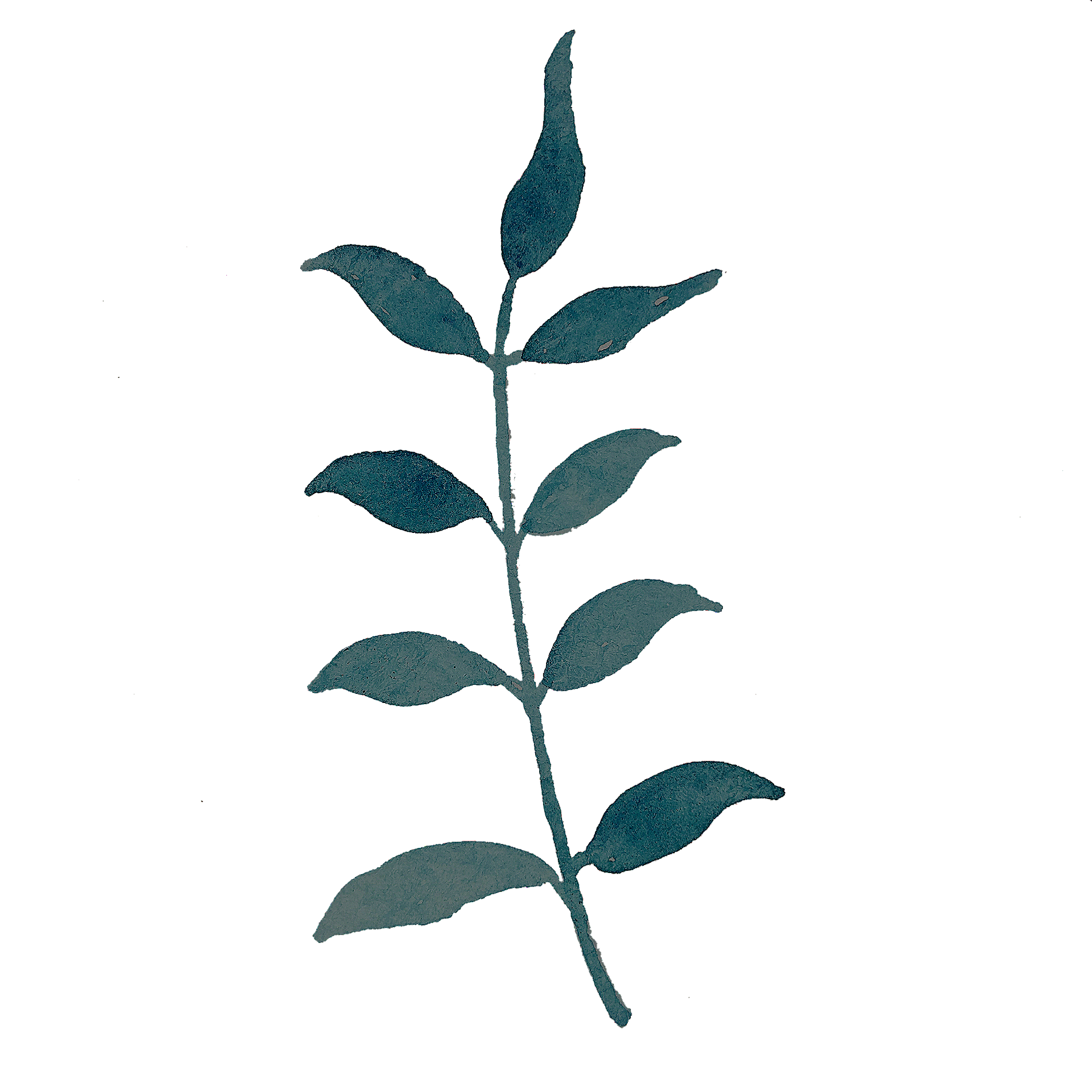A watercolor illustration of a blue-green leafy sprig with elongated oval leaves on a black background.