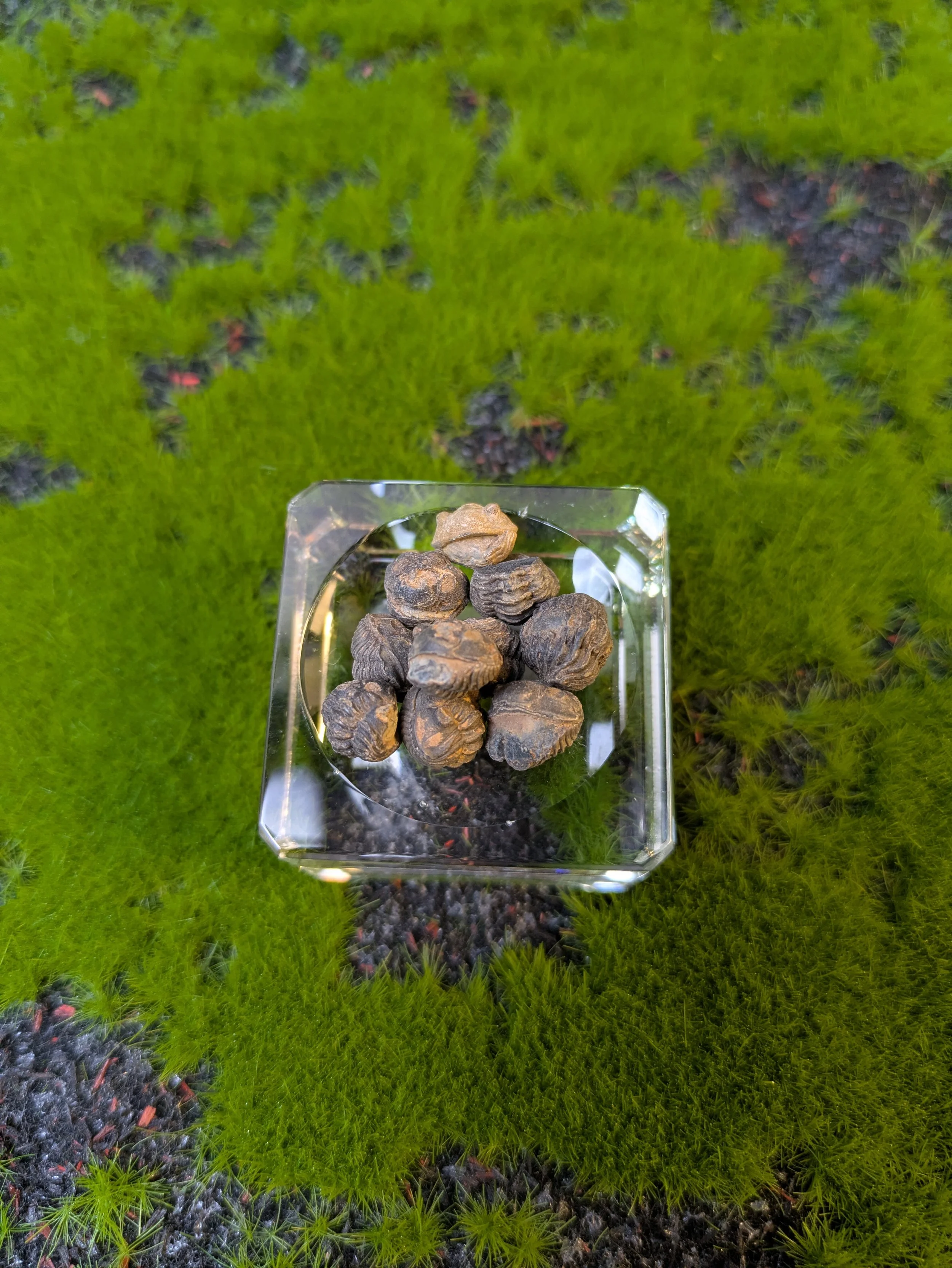 MINI TRILOBITE — TINY FOSSIL, HUGE HISTORY!