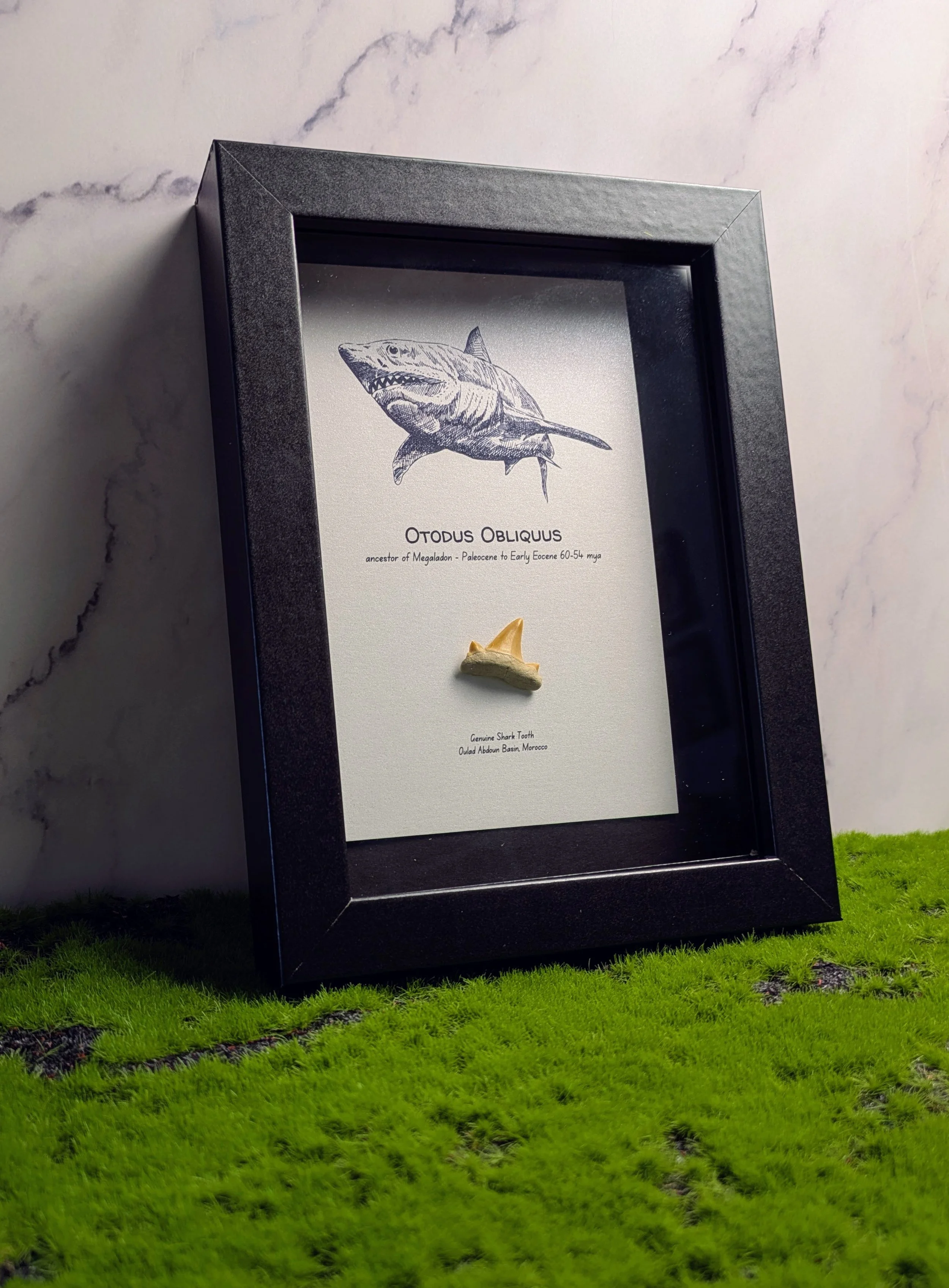 5×7 SHARK ART SHADOW BOX