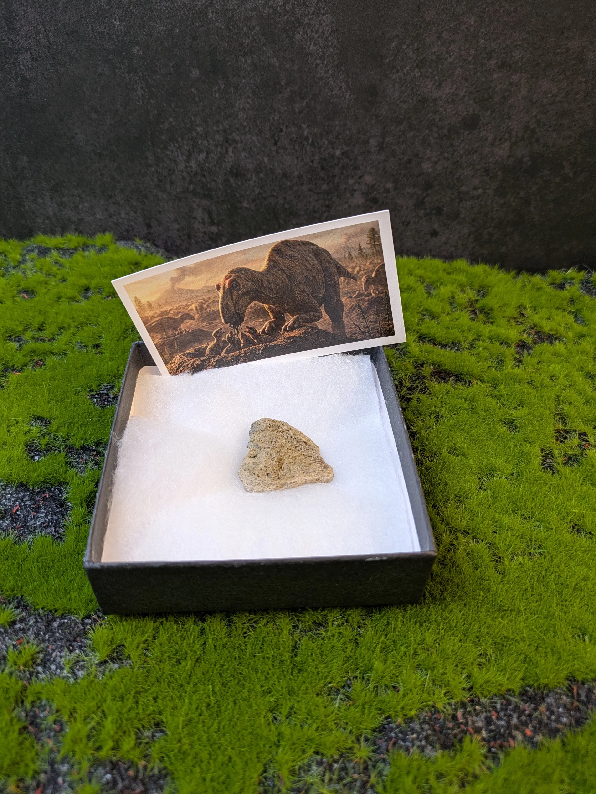 MAIASAURA