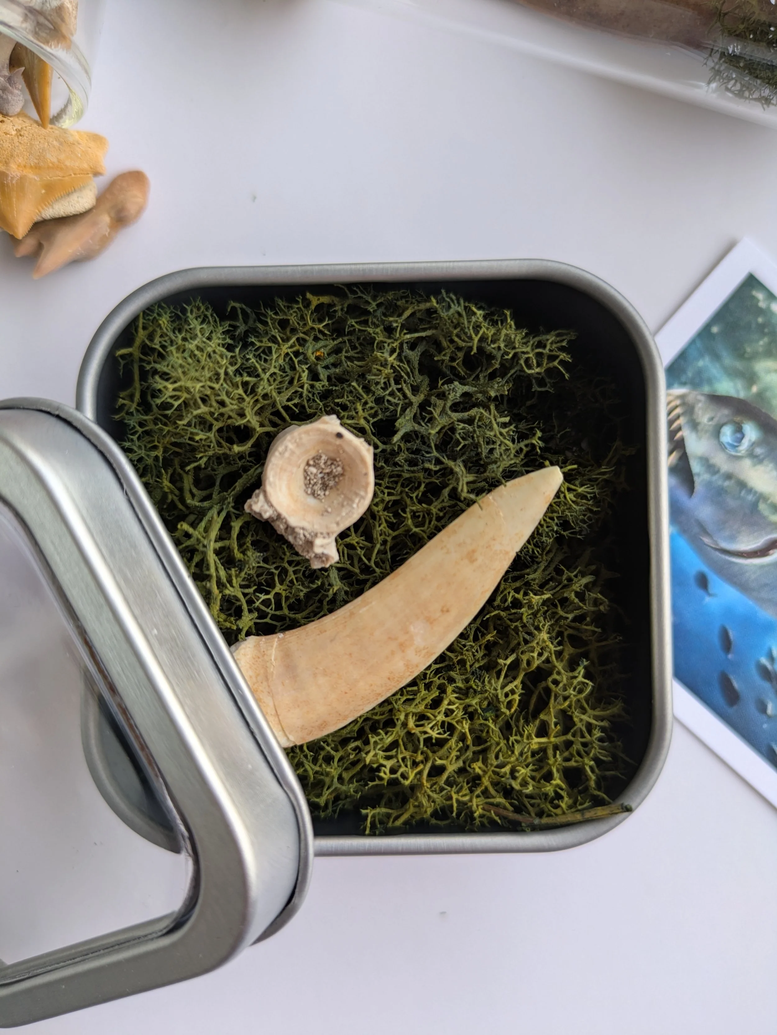 ENCHODUS FANG — THE “SABER-TOOTHED HERRING”