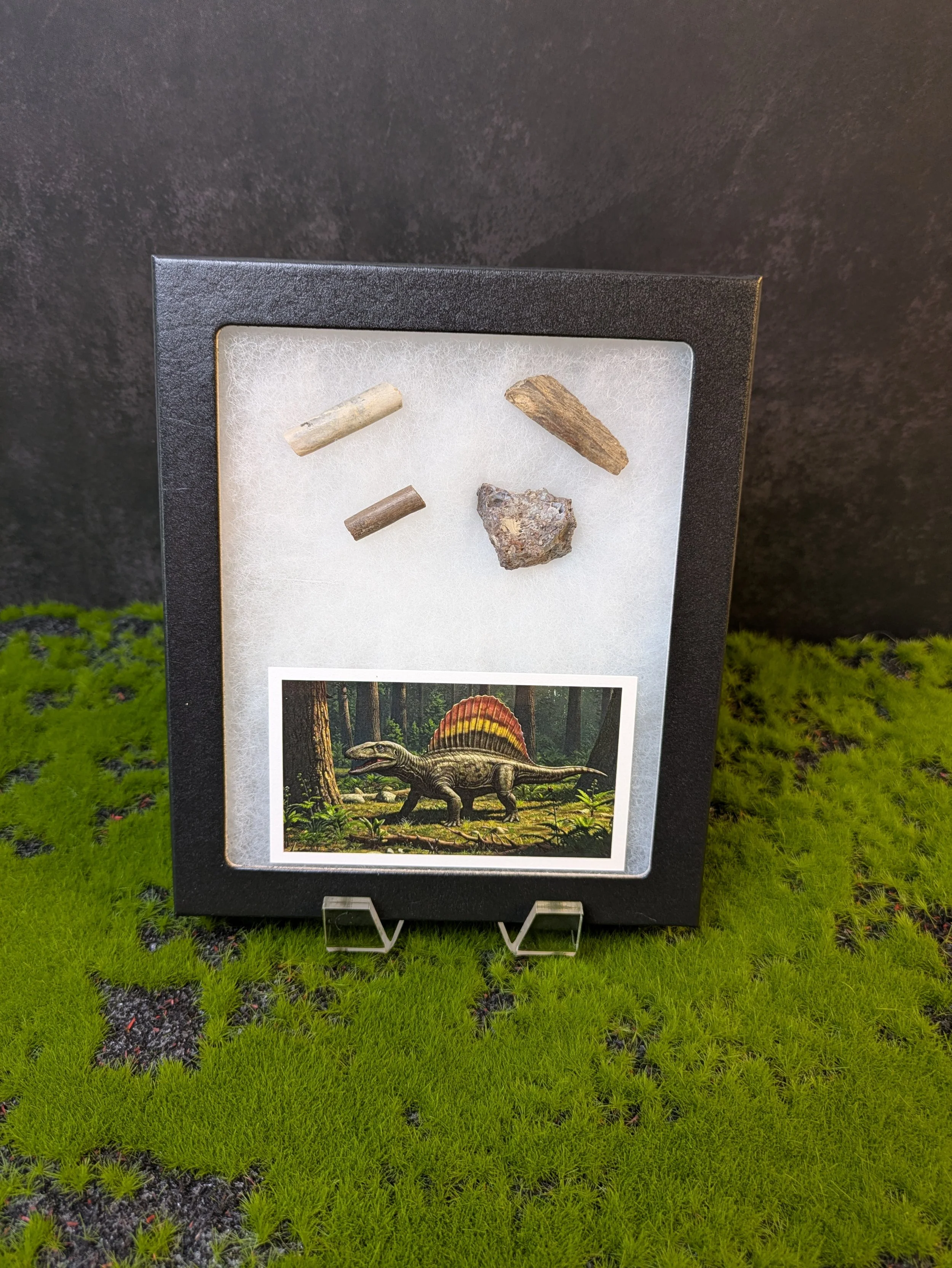 DIMETRODON FOSSIL COLLECTION