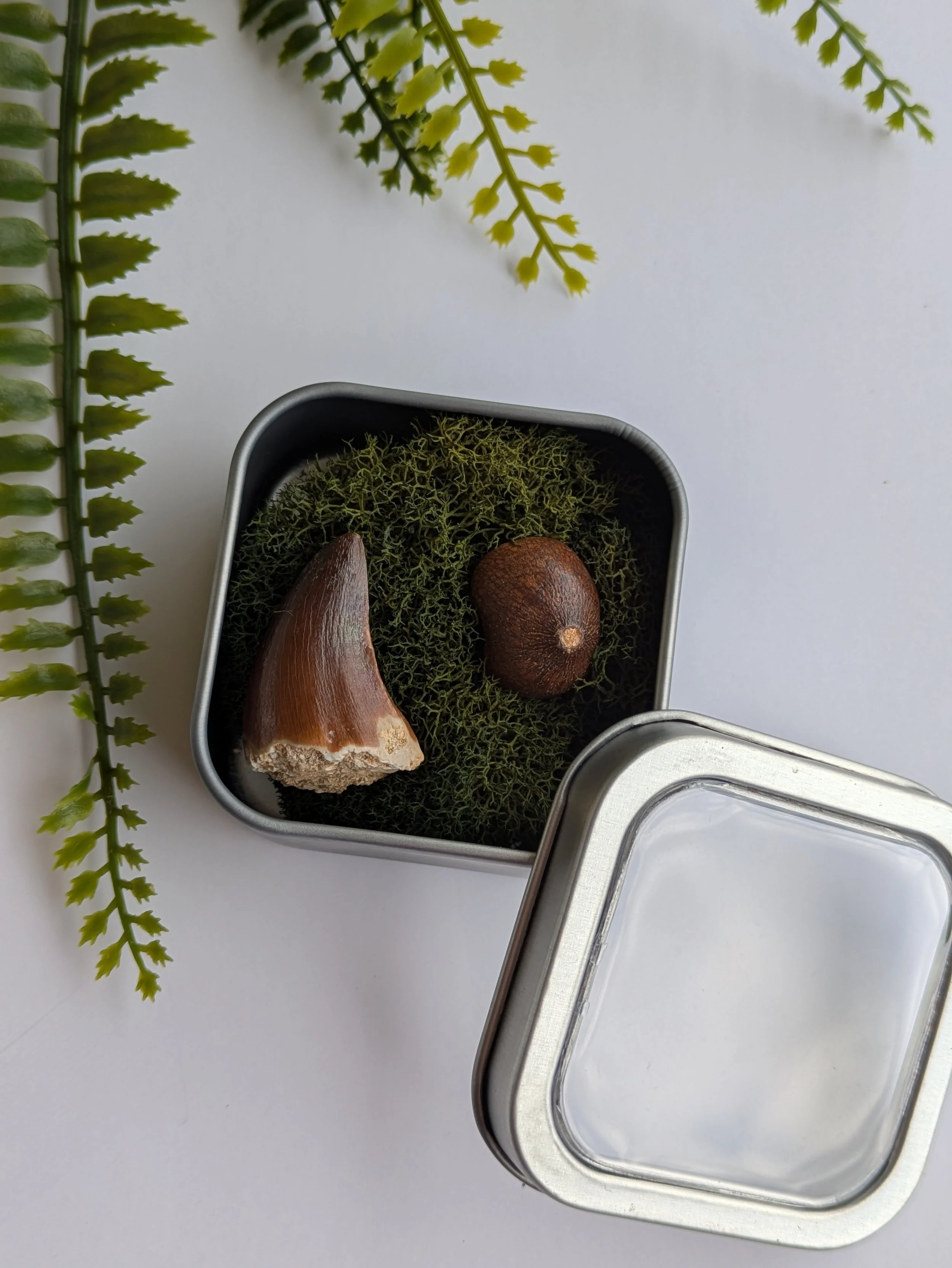 MOSASAURUS TEETH DUO PACK