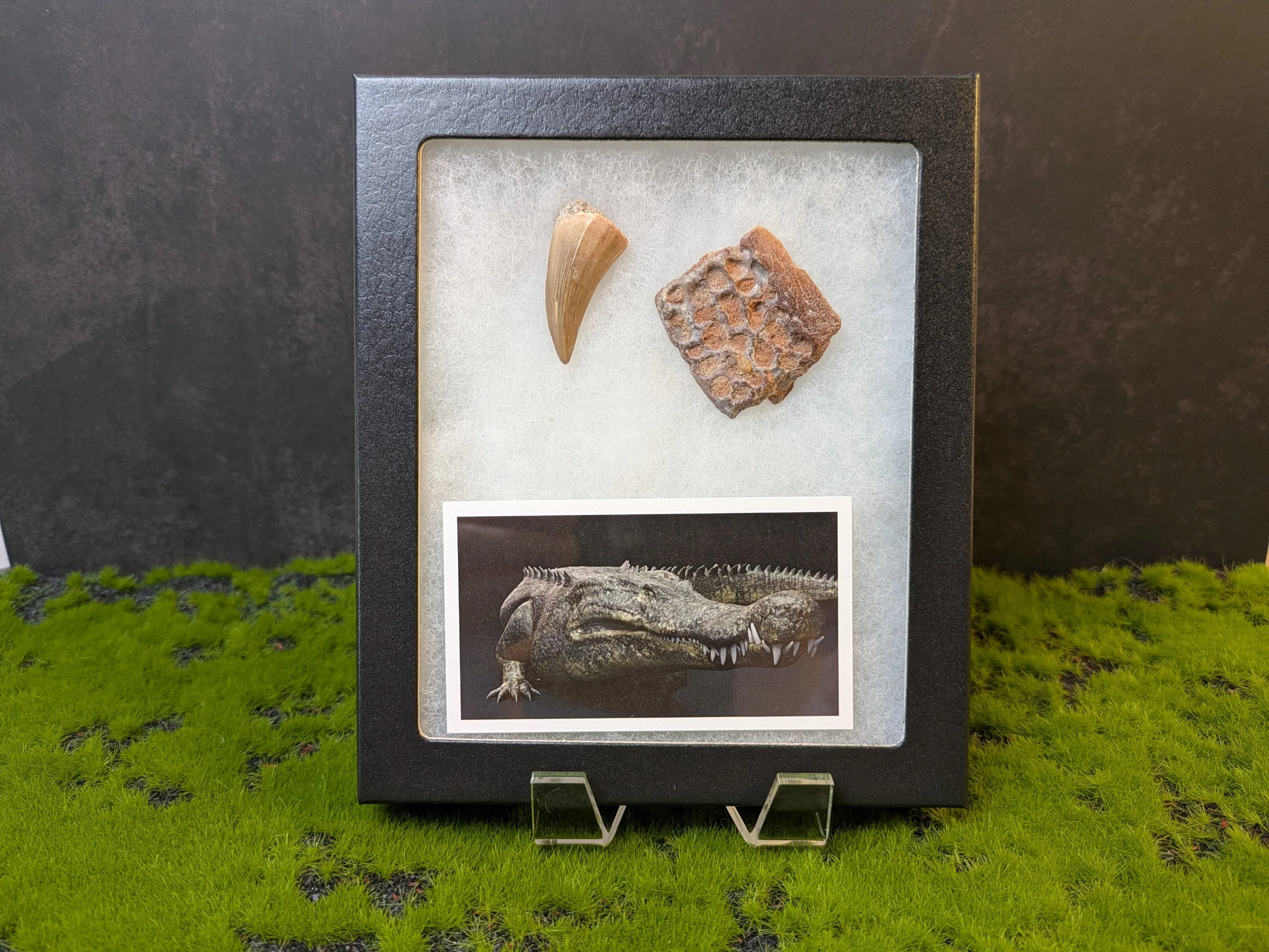 ELOSUCHUS FOSSIL COLLECTION
