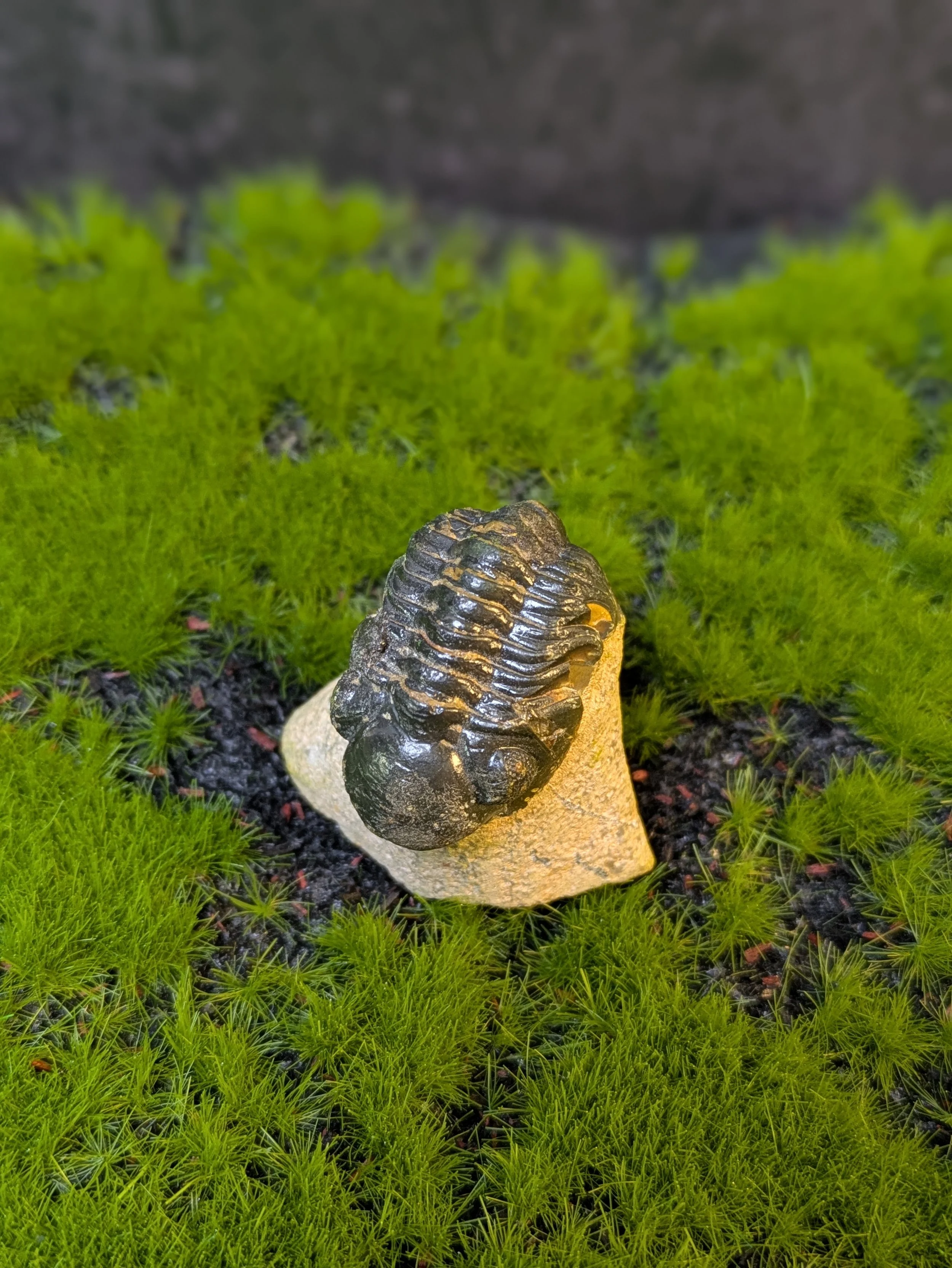 TRILOBITE