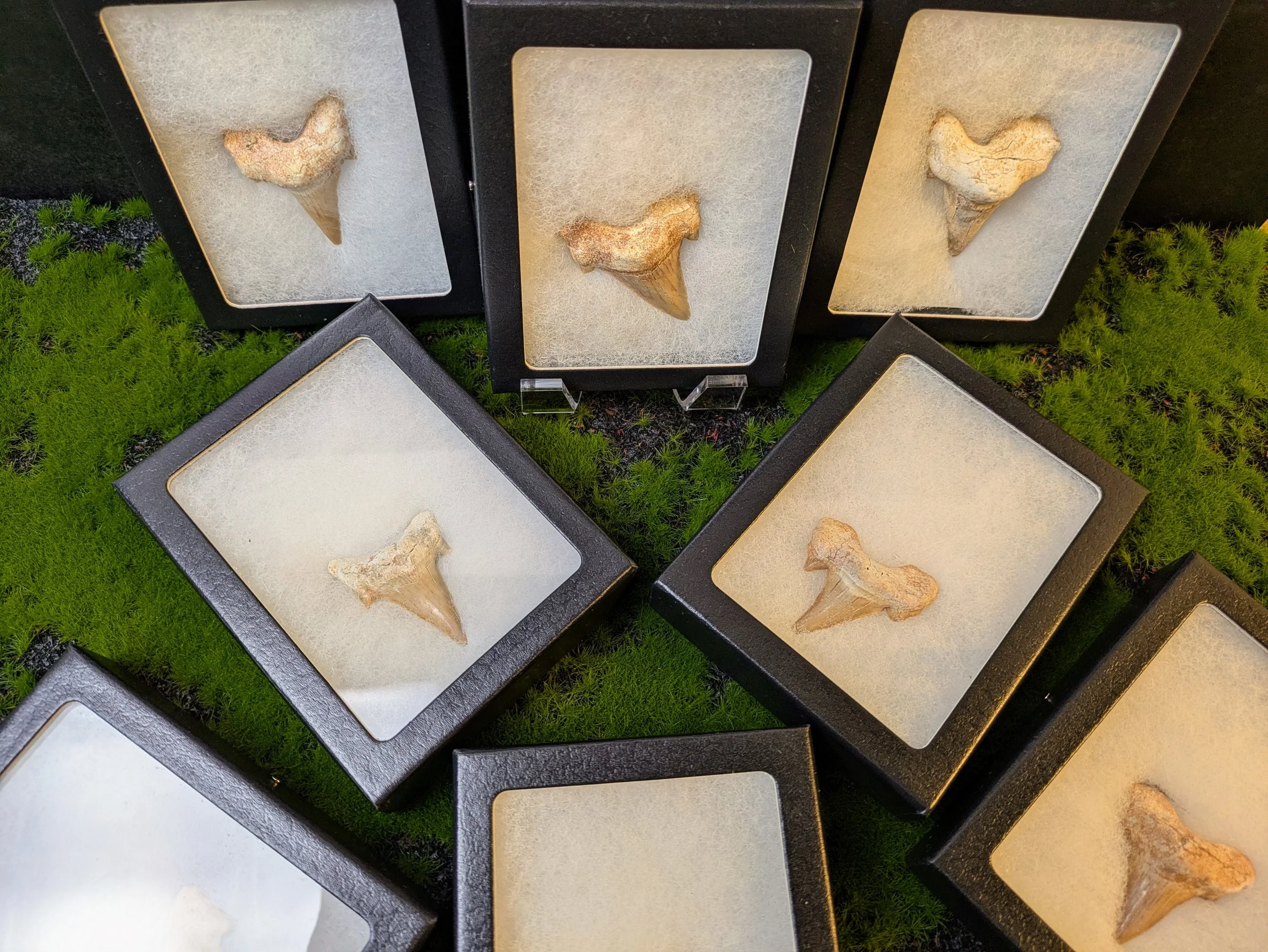 OTODUS OBLIQUUS SHARK TOOTH