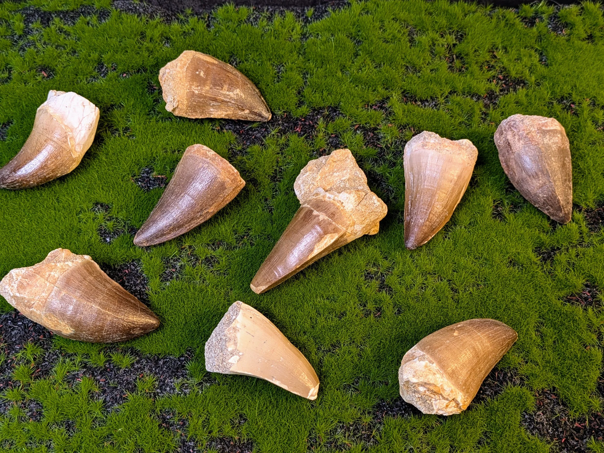 BIG MOSASAURUS TOOTH — A PIECE OF ANCIENT OCEAN HISTORY!