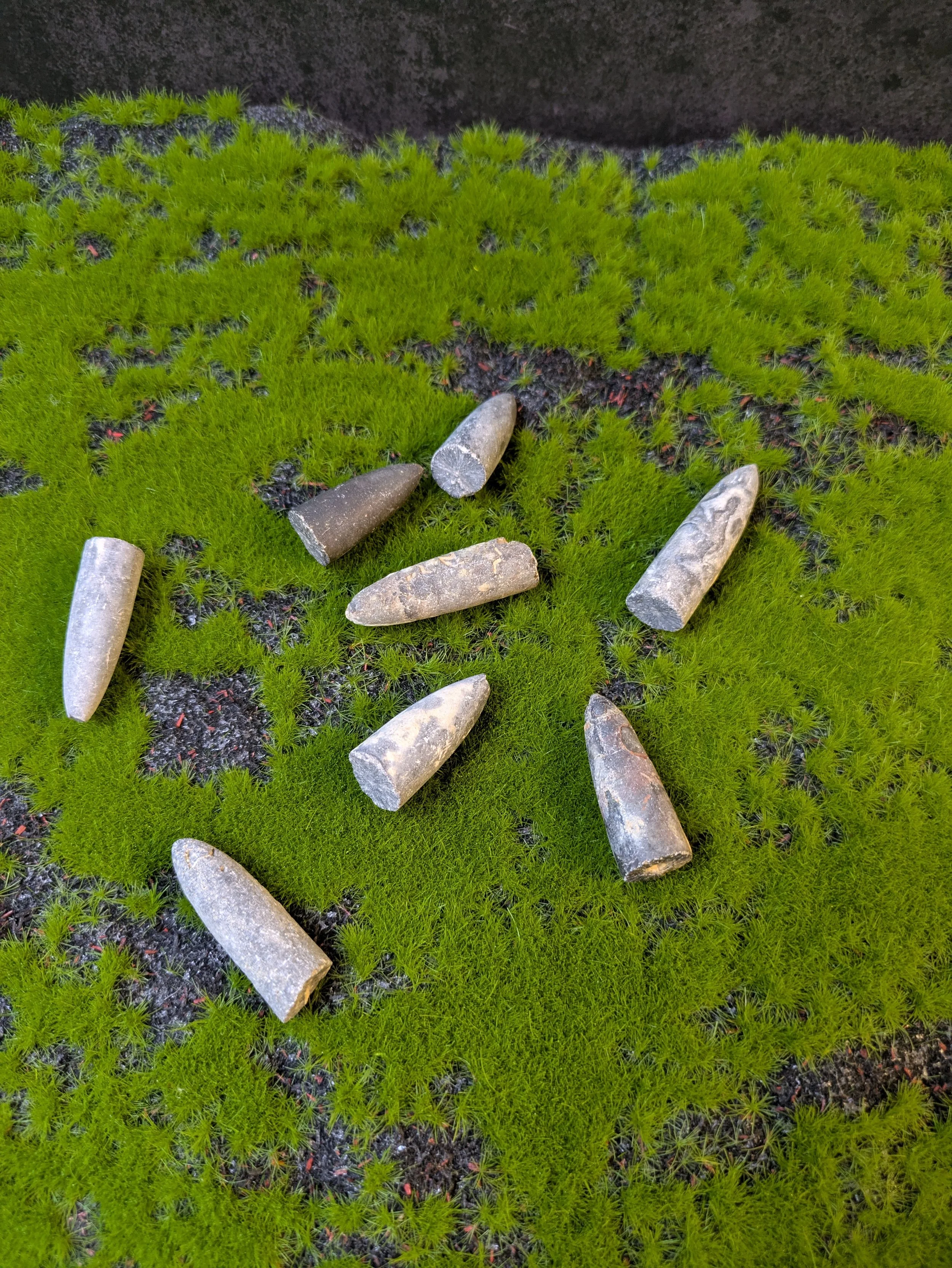 BELEMNITE FOSSIL — AN ANCIENT OCEAN HUNTER