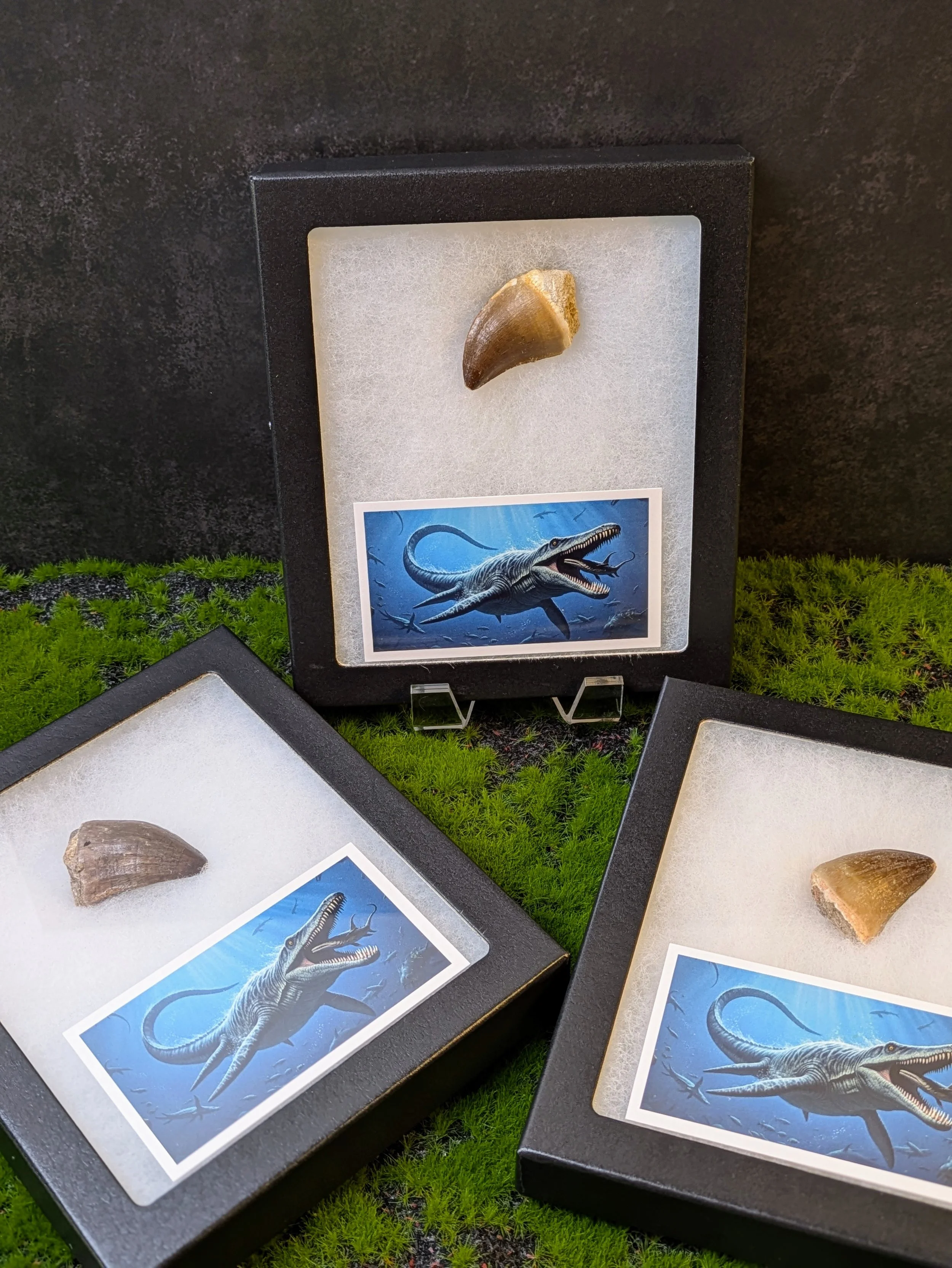 SMALL MOSASAURUS TEETH — PREHISTORIC OCEAN TREASURES!