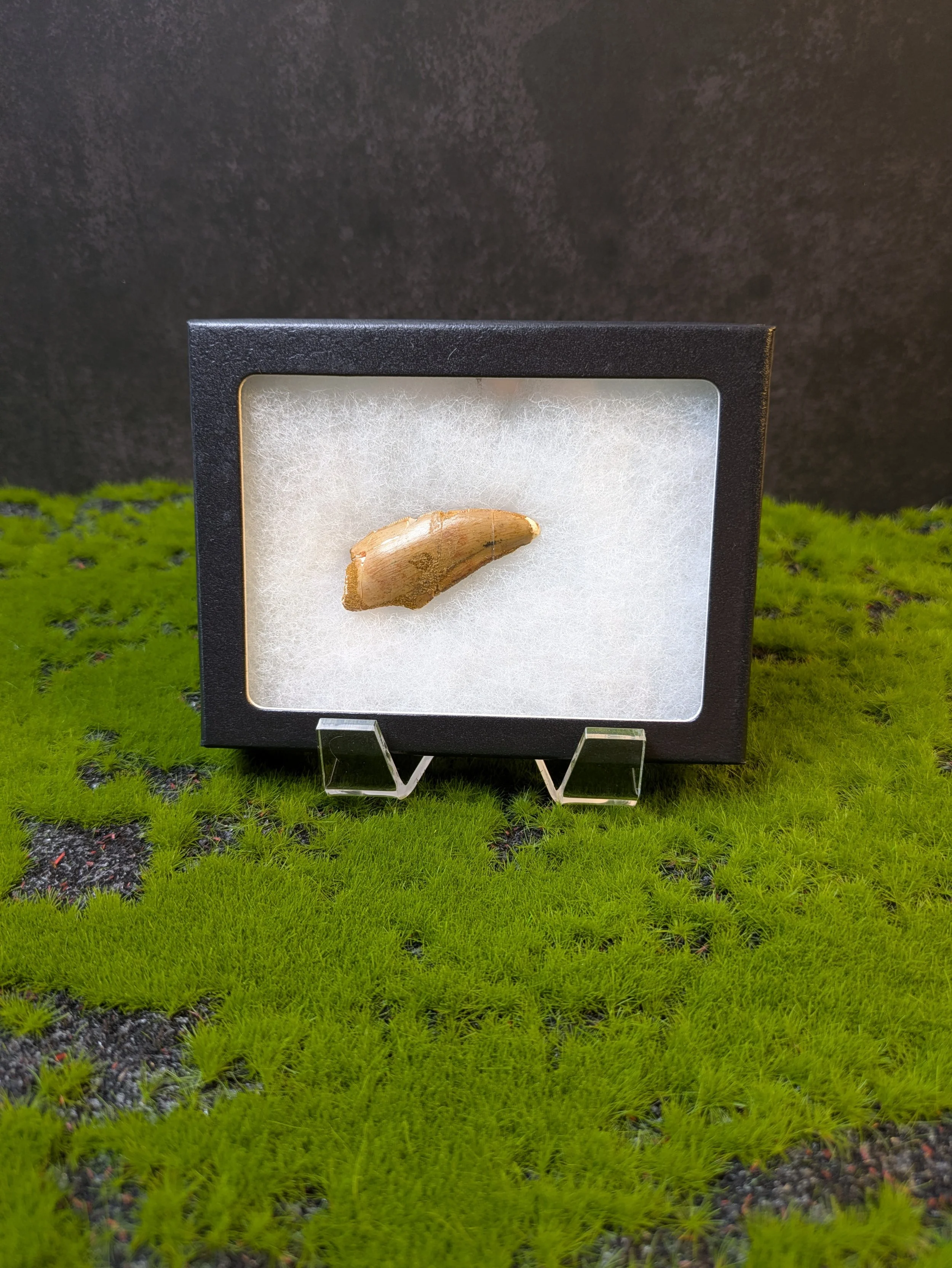 CARCHARODONTOSAURUS TOOTH