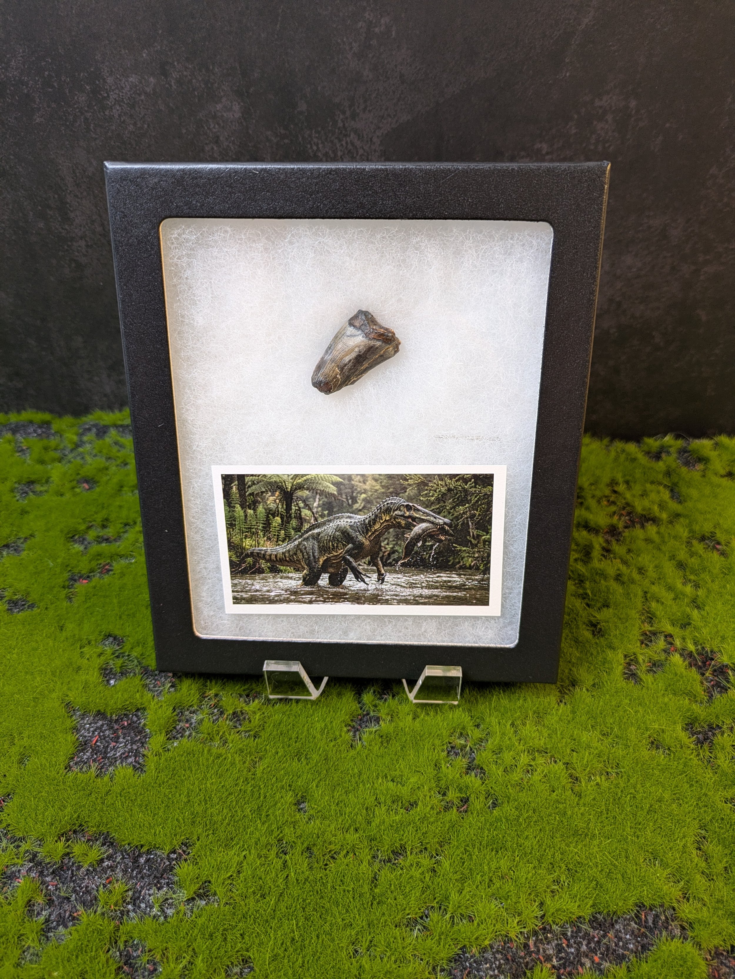 SUCHOMIMUS TOOTH